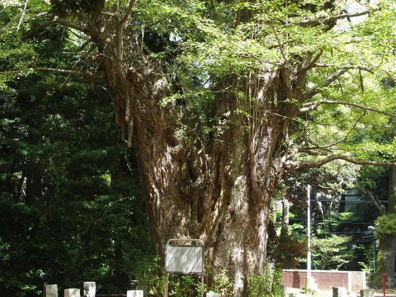 赤坂氷川神社の大いちょう