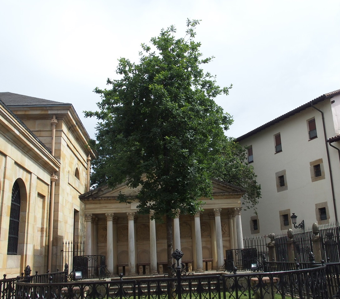 ビスカヤ議事堂のオークの木