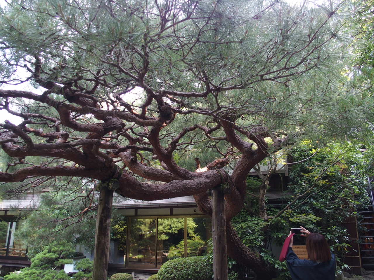 湯田温泉の松田屋ホテルの中庭にある司馬遼太郎の小説に出てくる赤松