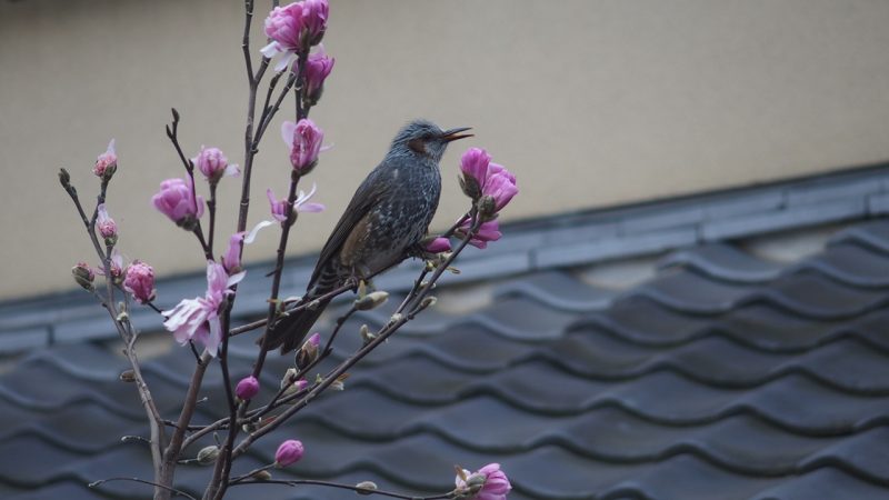 七福神めぐり