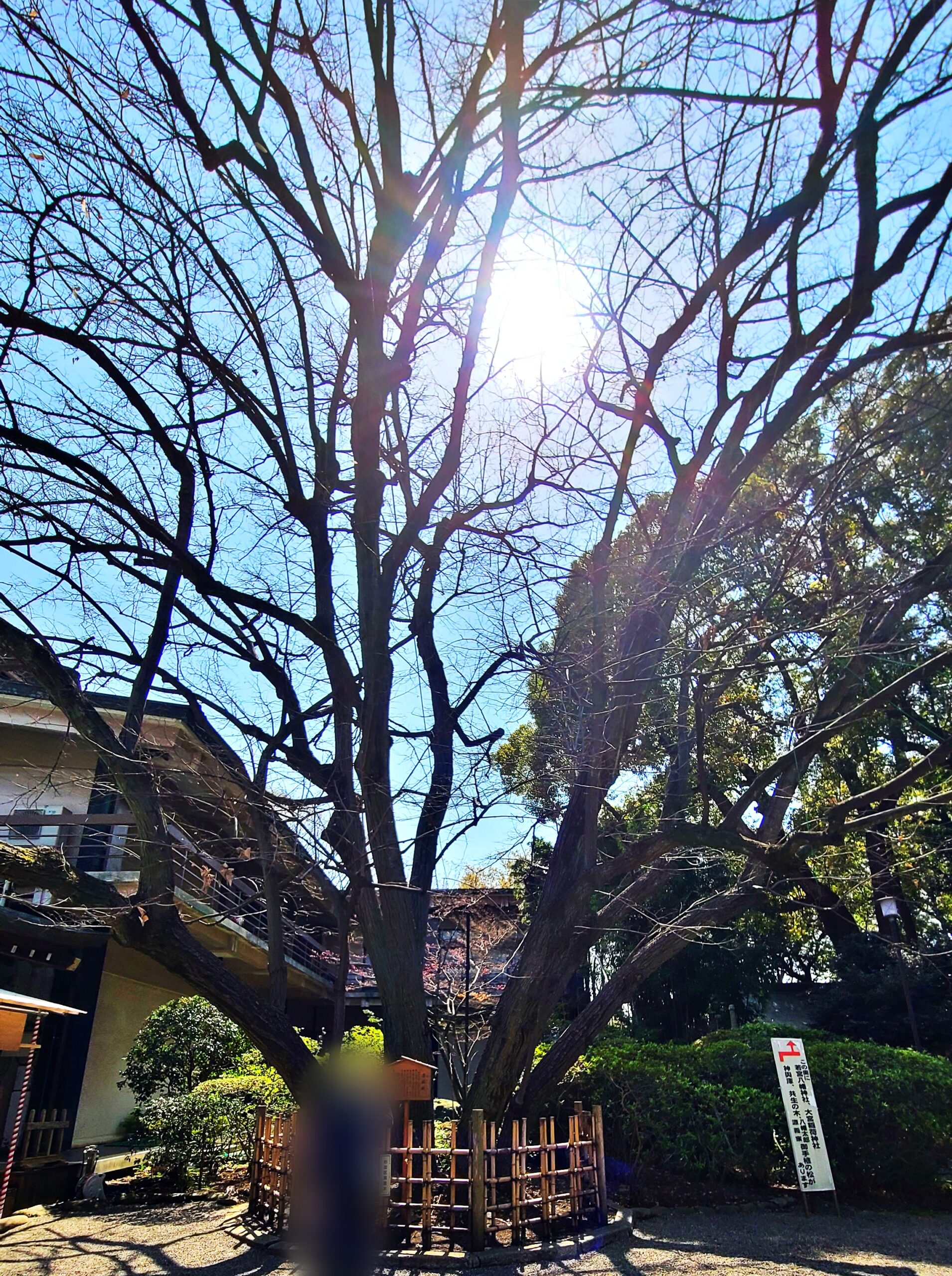 大宮八幡宮の菩提樹