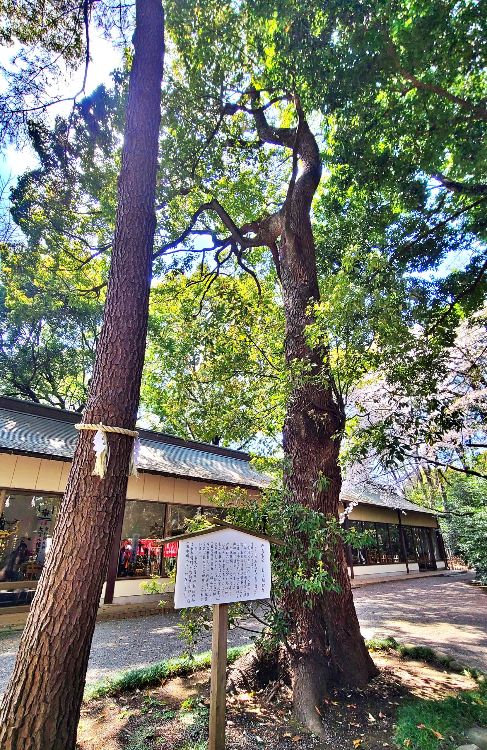 大宮八幡宮の源義家手植松跡