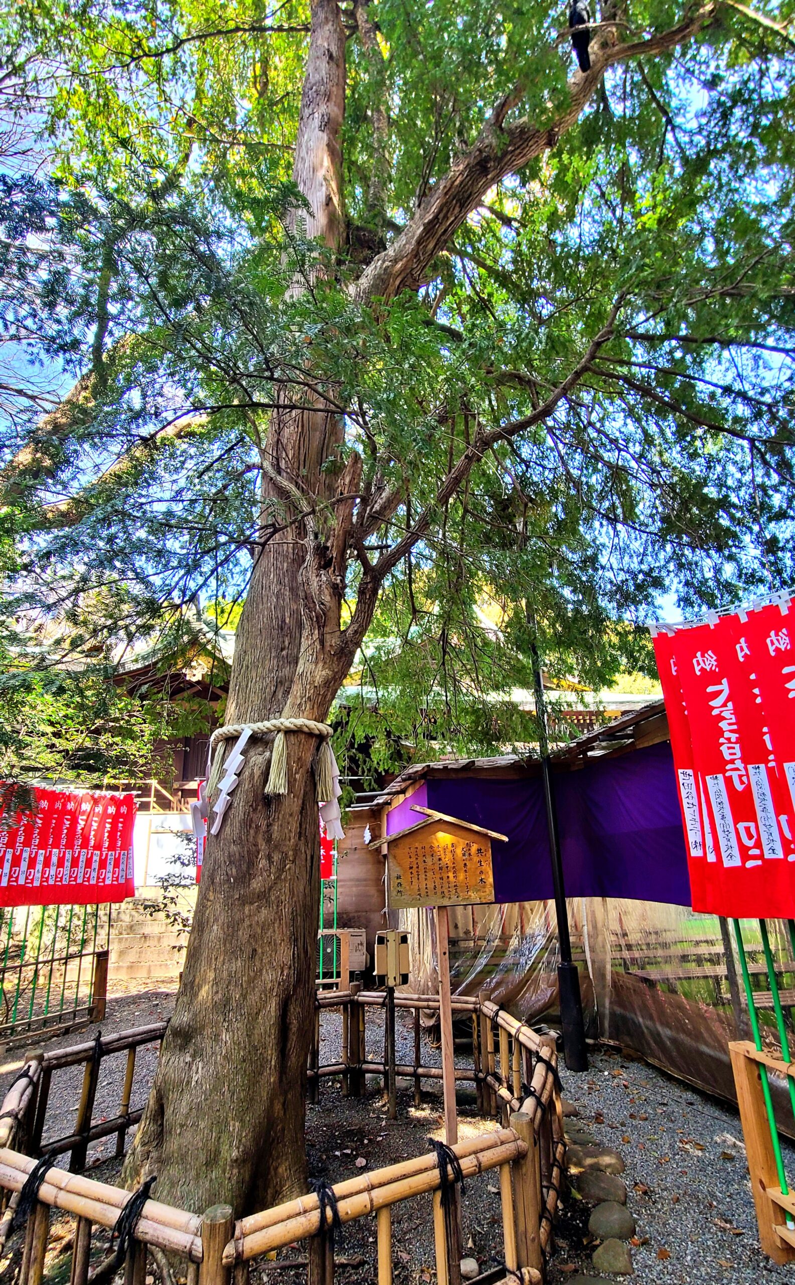 大宮八幡宮の共生の木