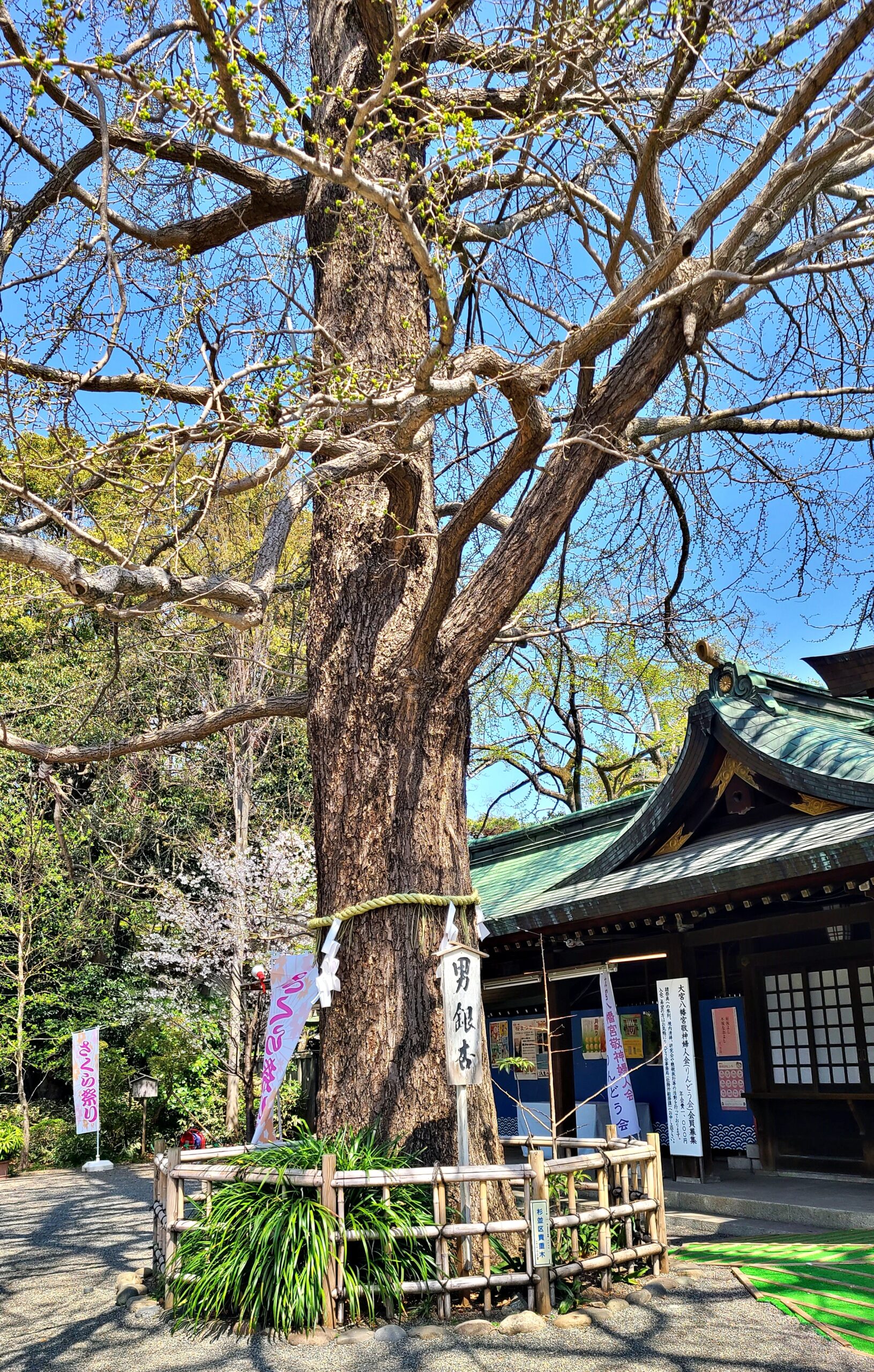 大宮八幡宮の男銀杏