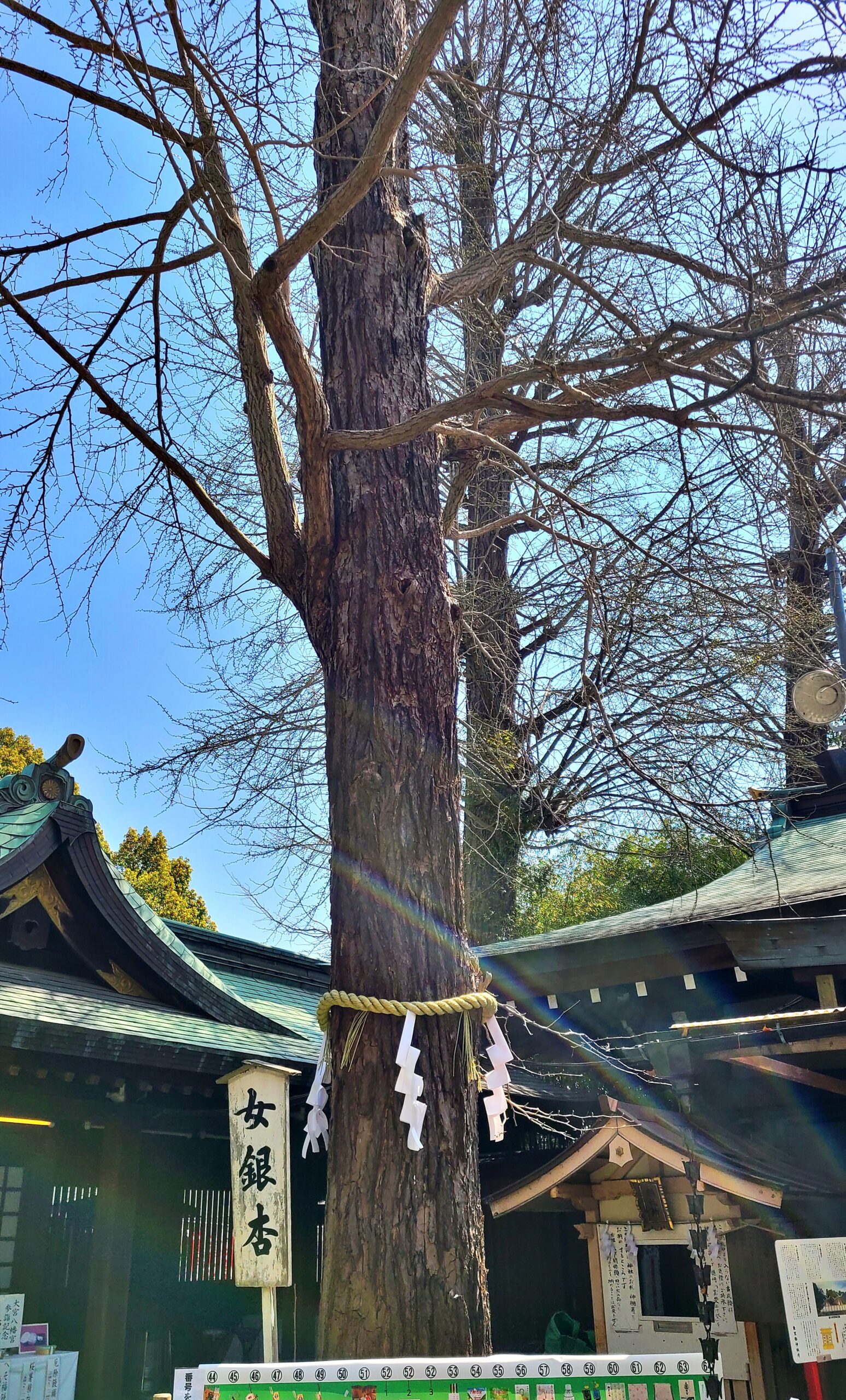 大宮八幡宮の女銀杏