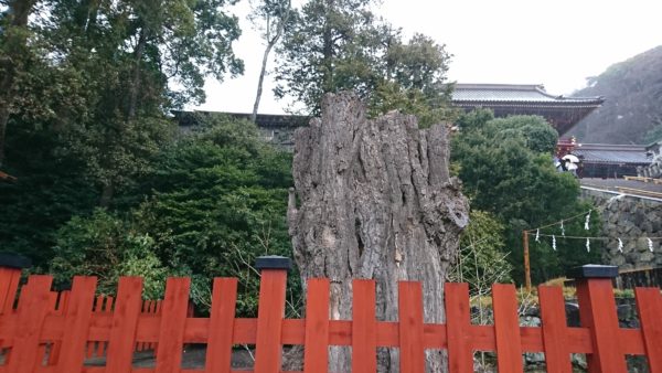 鶴岡八幡宮の大イチョウ