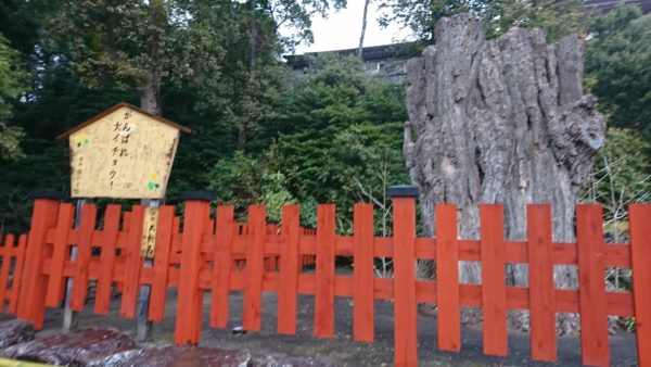 鶴岡八幡宮の大イチョウ