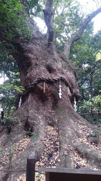 来宮神社の大楠