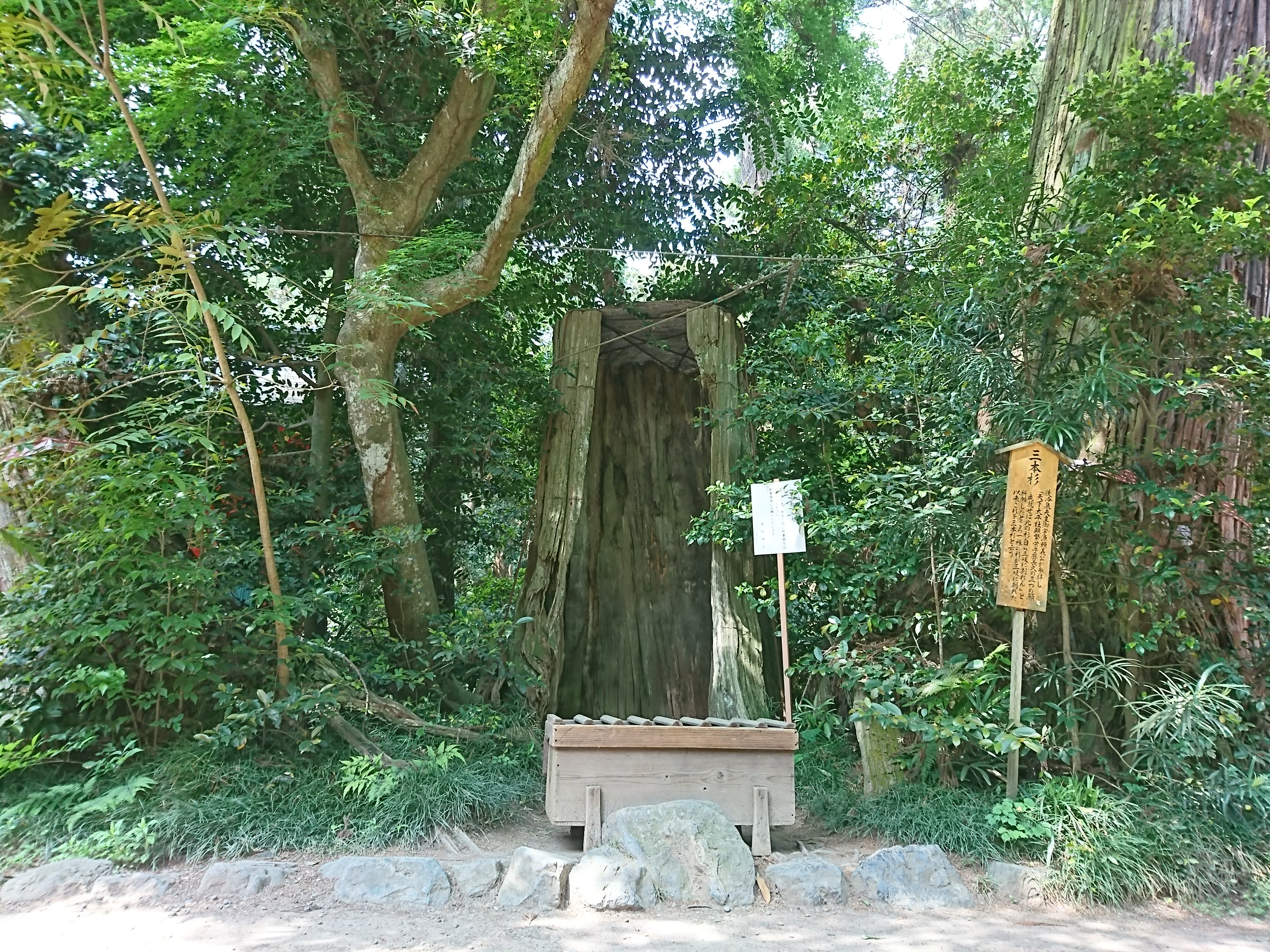 香取神宮の三本杉