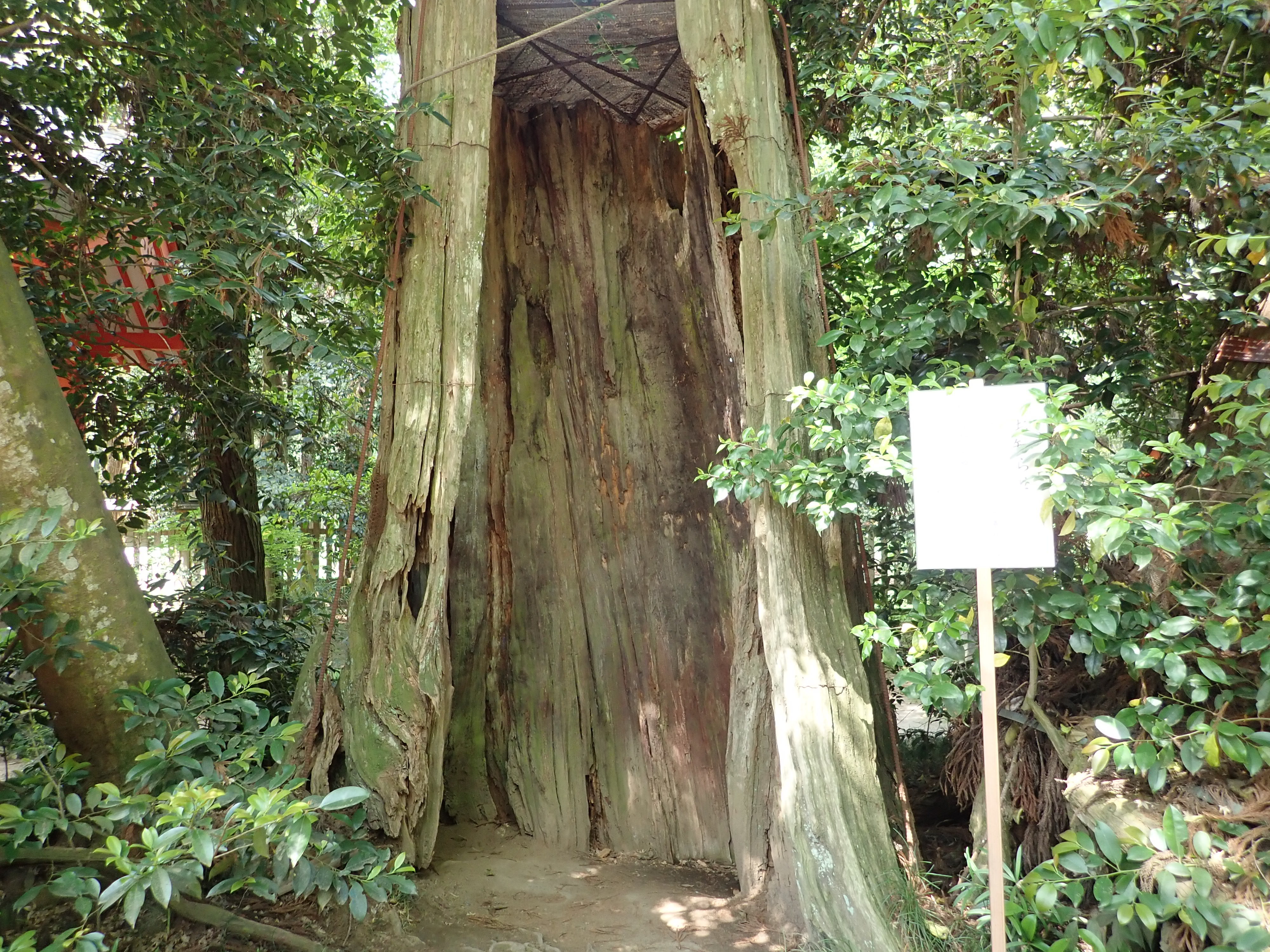 香取神宮の三本杉