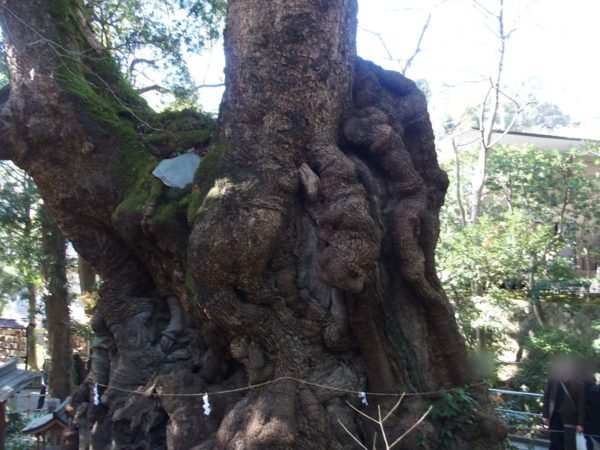 来宮神社の大楠