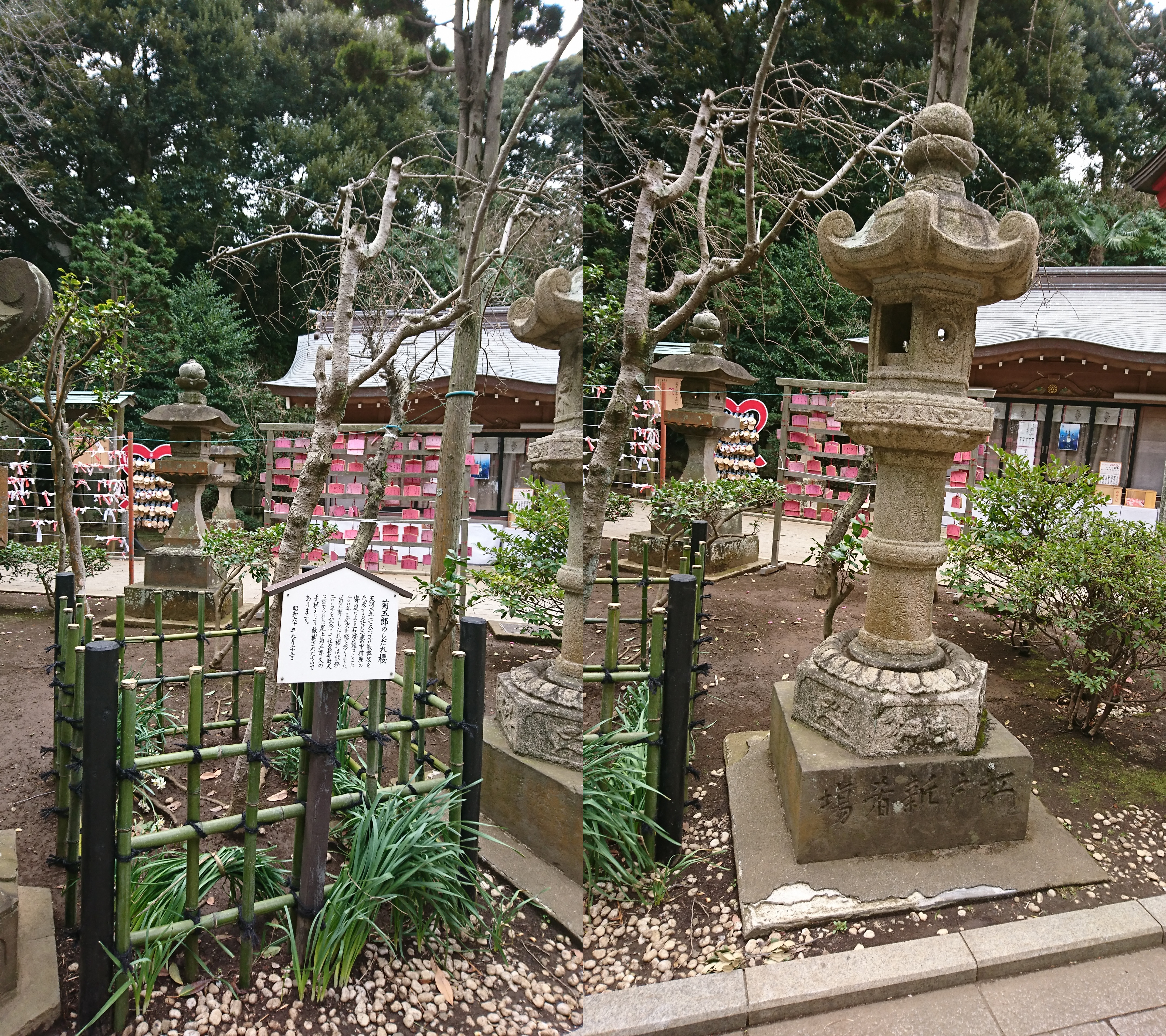 江ノ島神社中津宮にある石燈篭としだれ梅