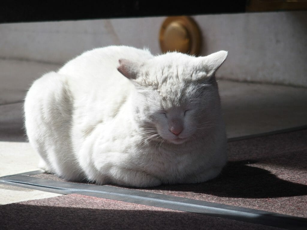 今戸神社の白猫ナミちゃんは待ち受けに人気 御朱印にも猫が登場 幸せになる