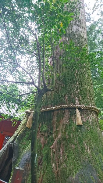 箱根神社の安産杉