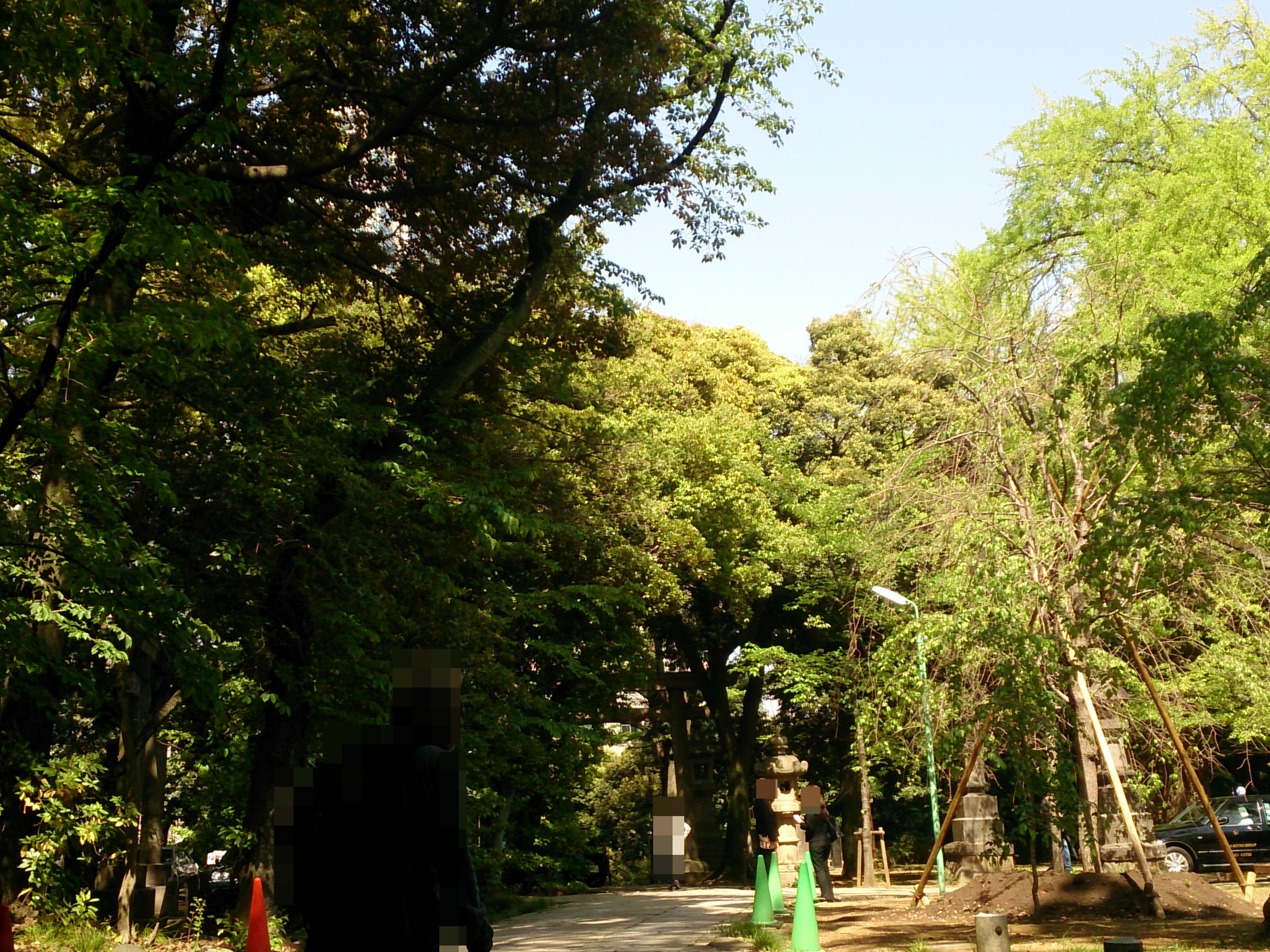 赤坂氷川神社のご神木