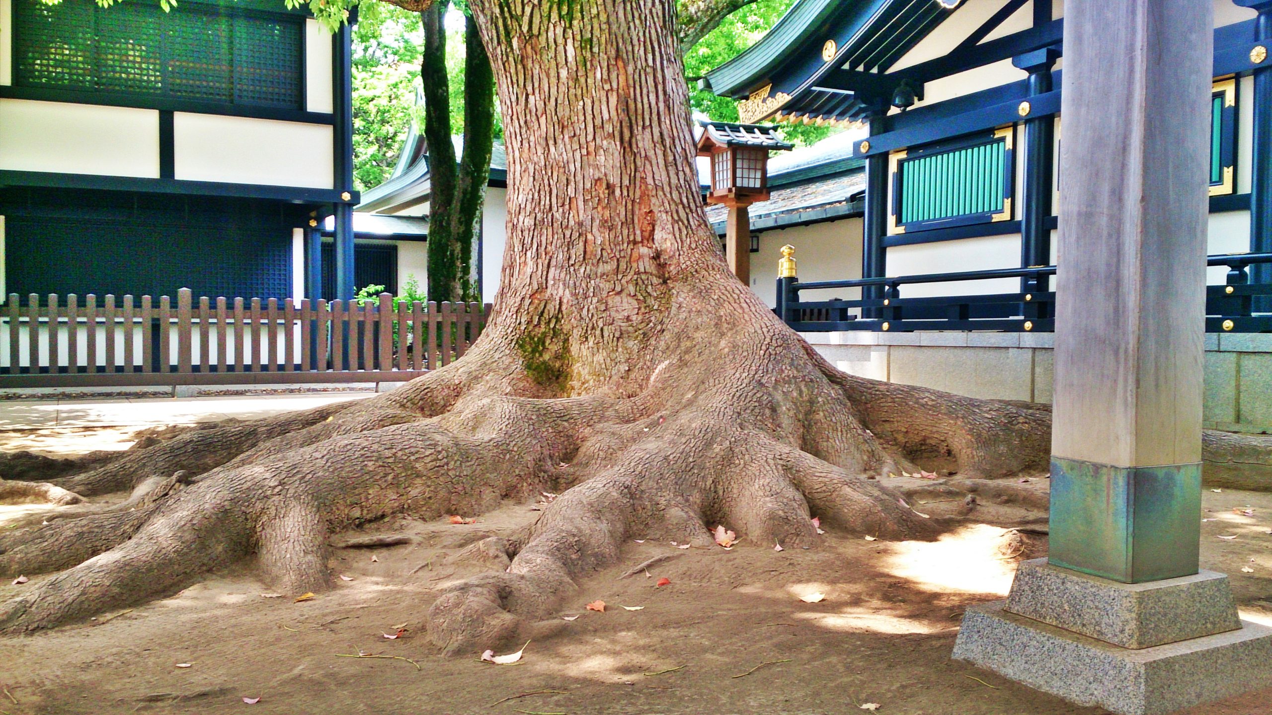 穴八幡宮のご本殿の前の神木