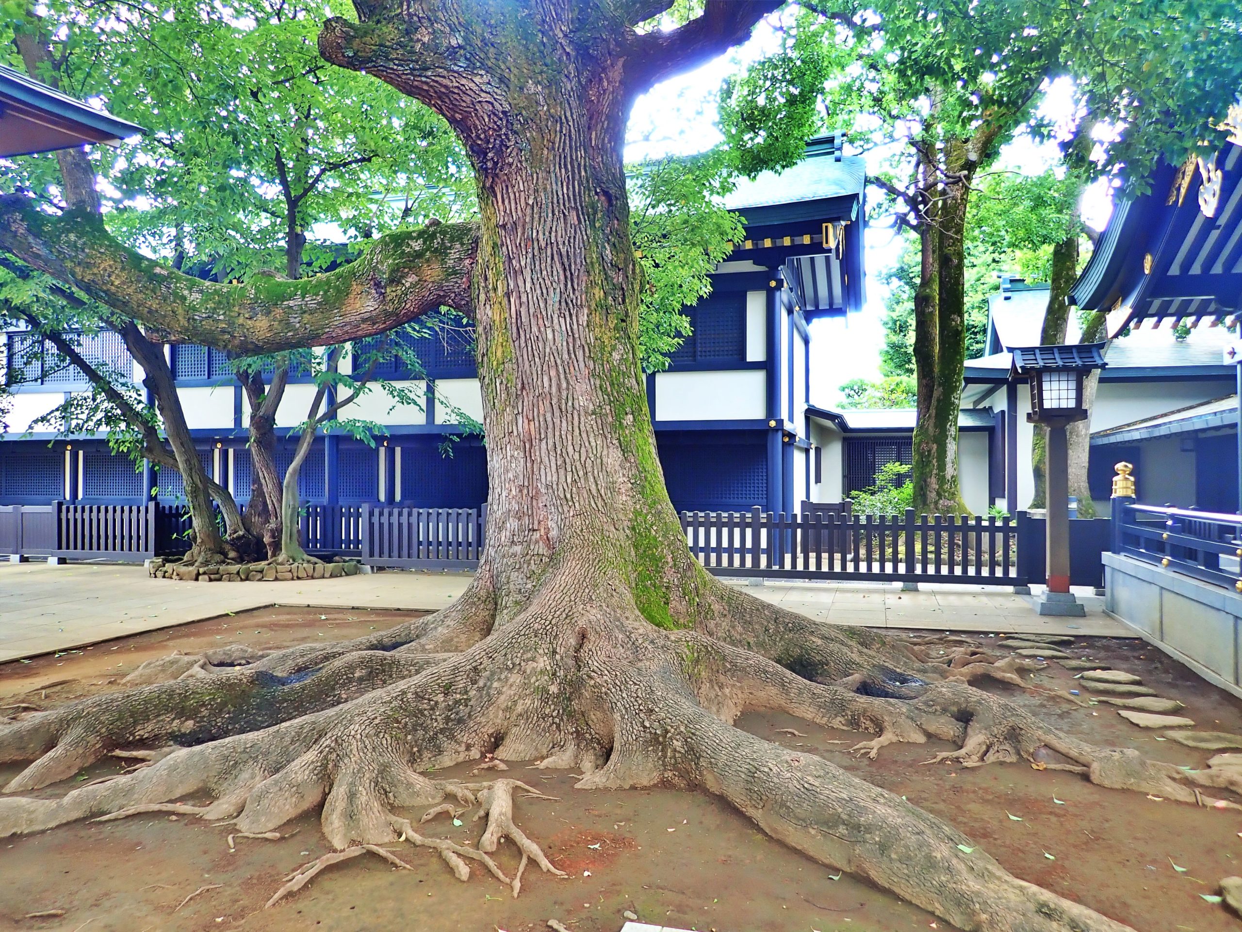 穴八幡宮のご本殿の前の神木