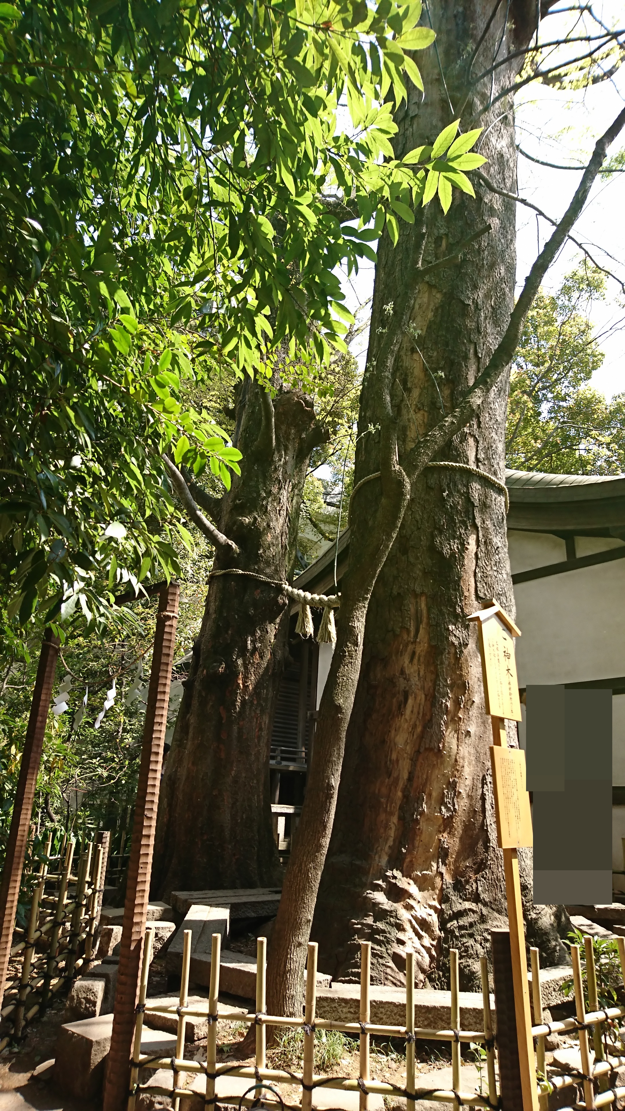 川越氷川神社の御神木