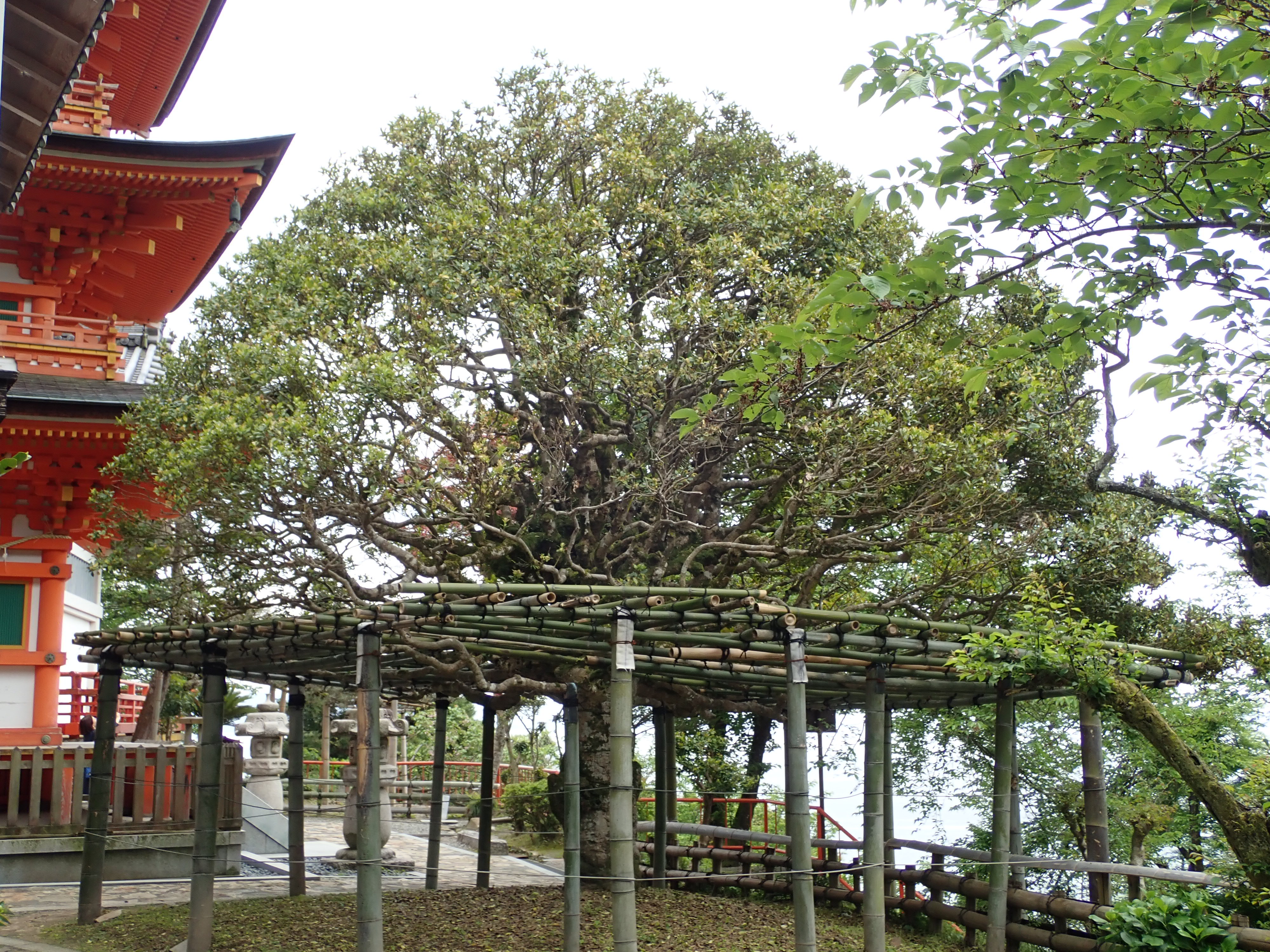 竹生島の宝厳寺から階段を登ると三重塔やもちのきがあります。