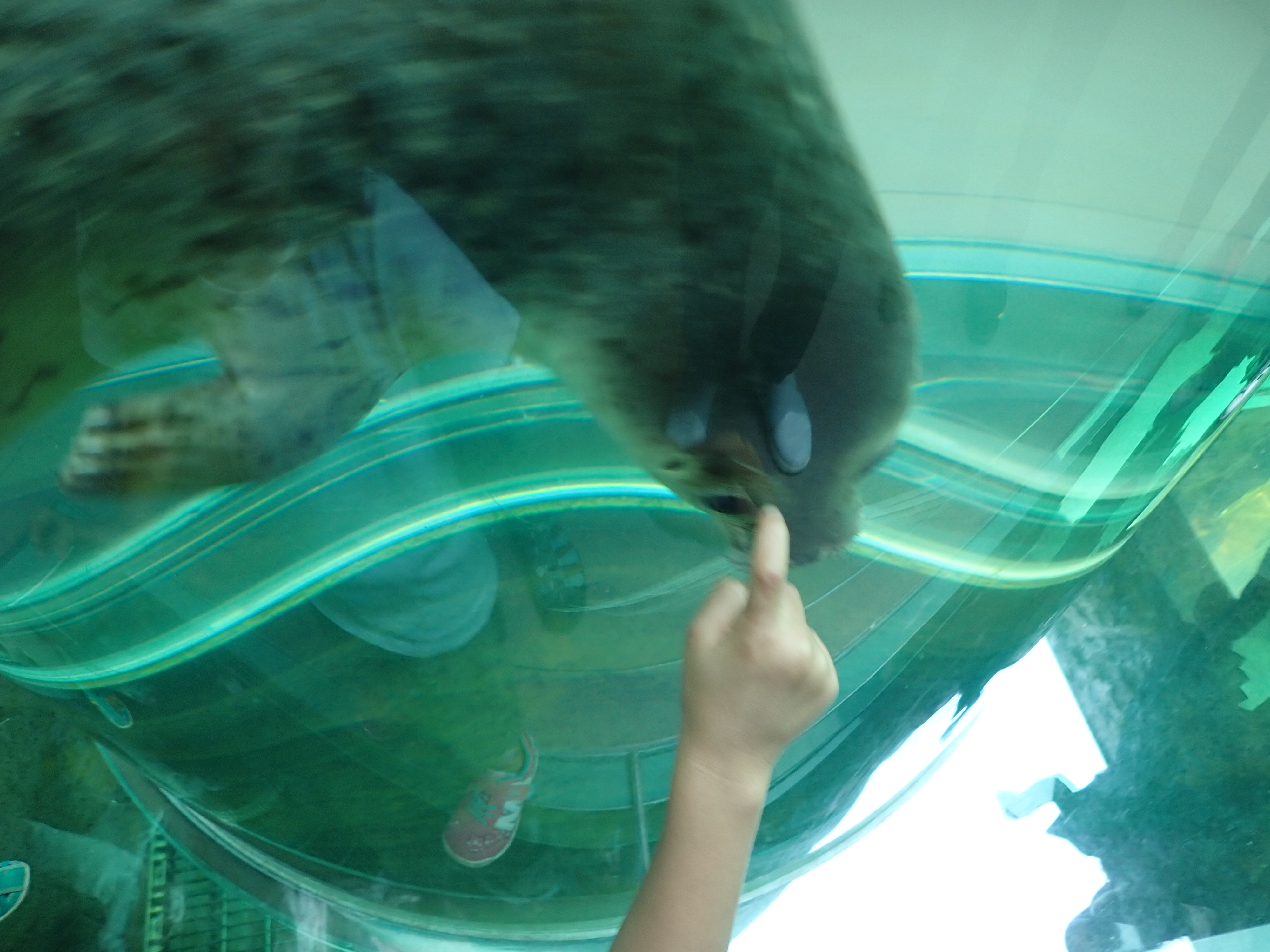 旭山動物園のアザラシの円柱