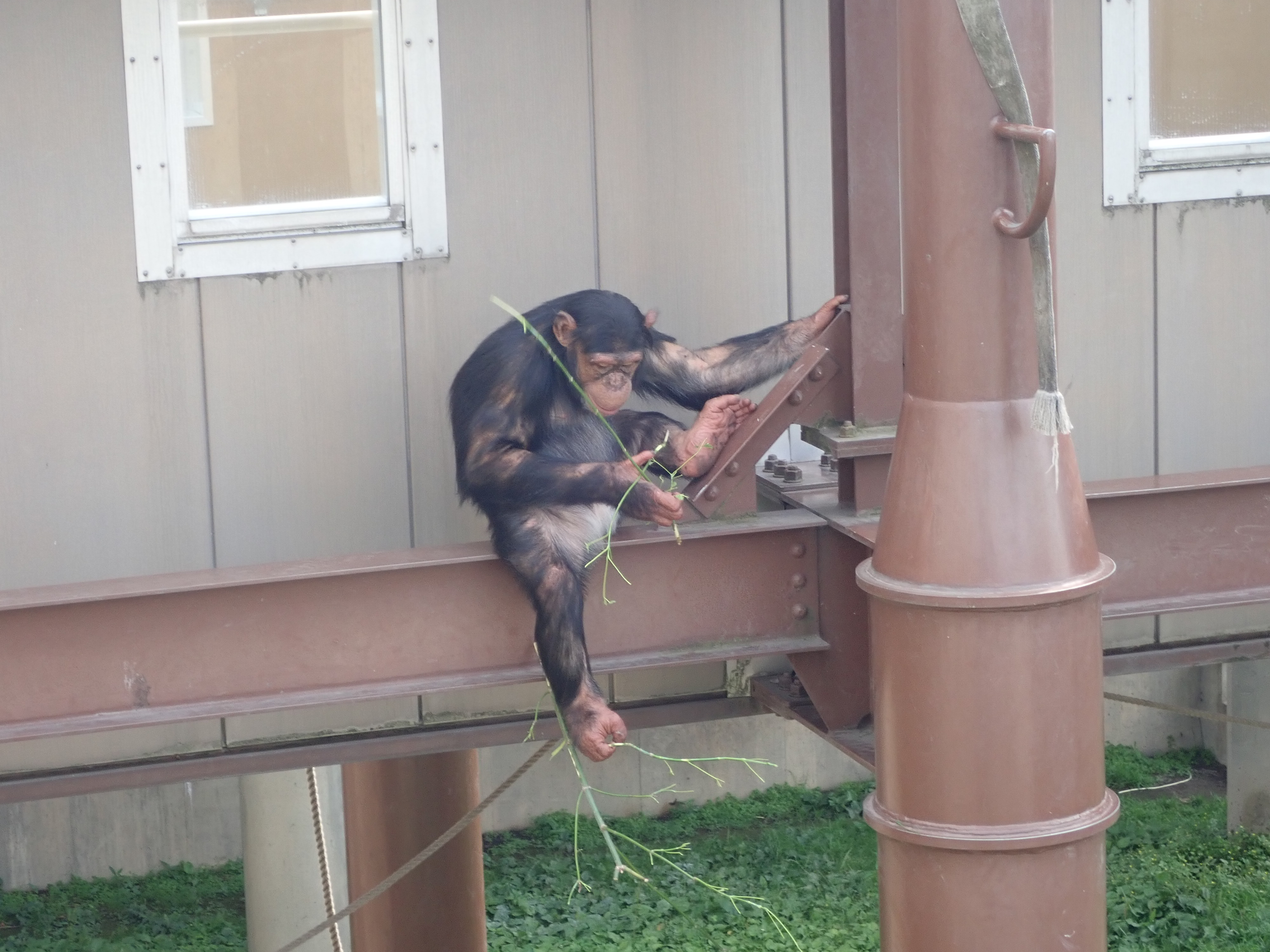 旭山動物園のチンパンジー