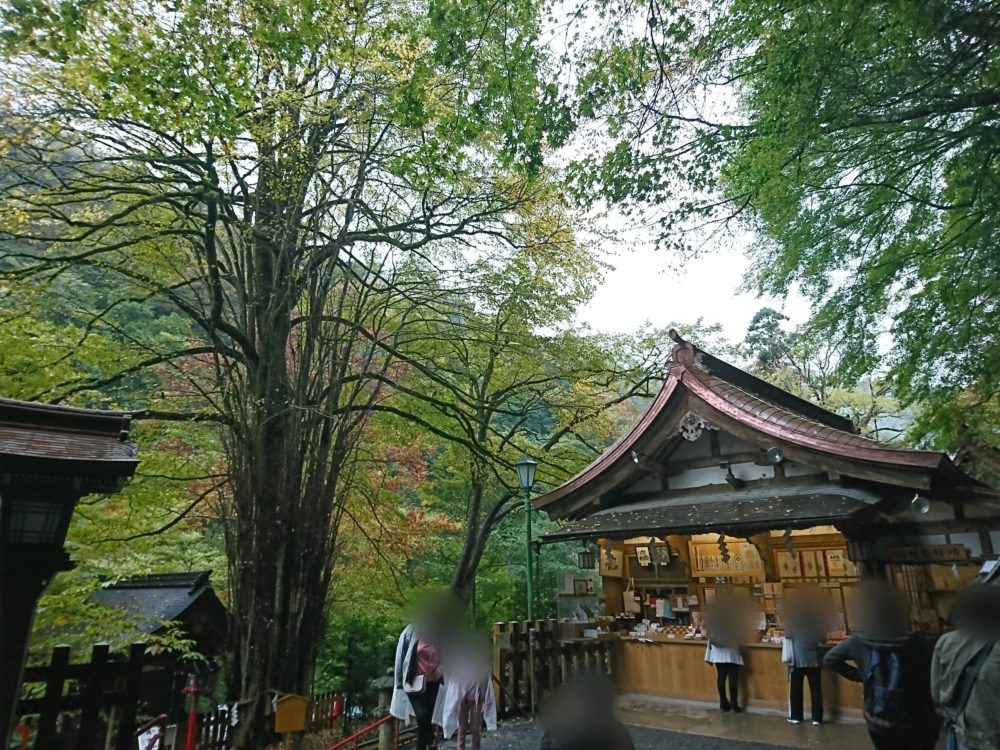 貴船神社本宮の御神木・桂の木