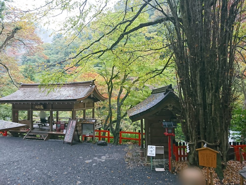 貴船神社本宮の御神木・桂の木