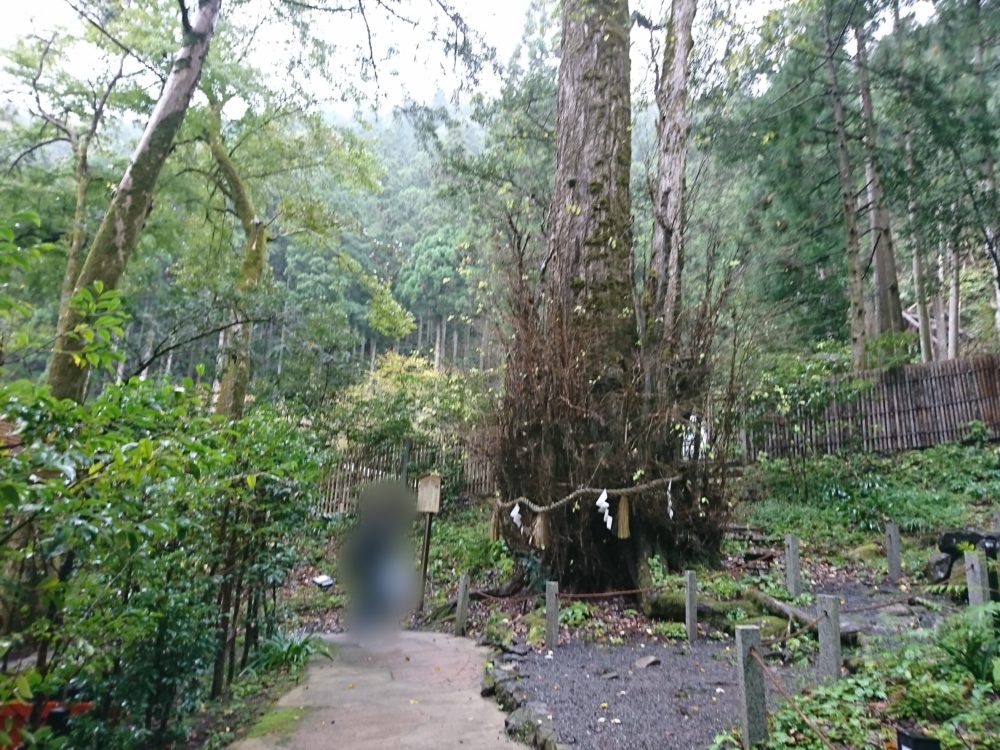 貴船神社・中宮にあるご神木の桂の木