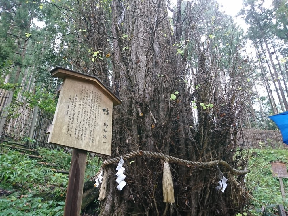 貴船神社・中宮にあるご神木の桂の木