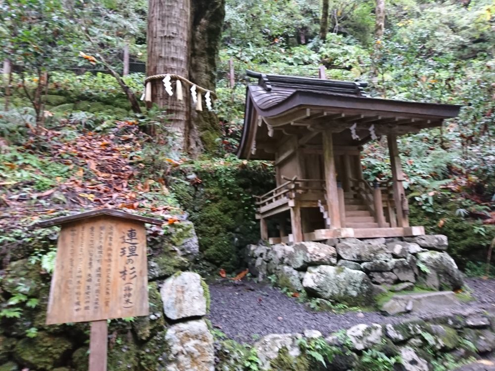 貴船神社・奥宮にある連理の杉