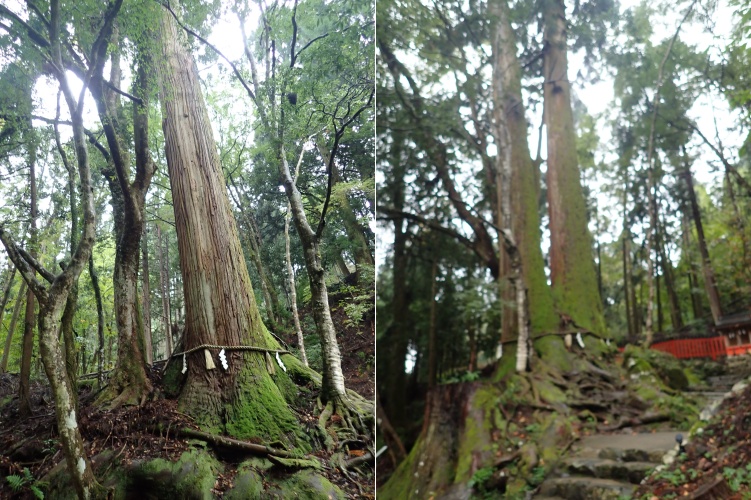 貴船神社の中宮・結社の隣にある縁結びのご利益で有名な相生の木