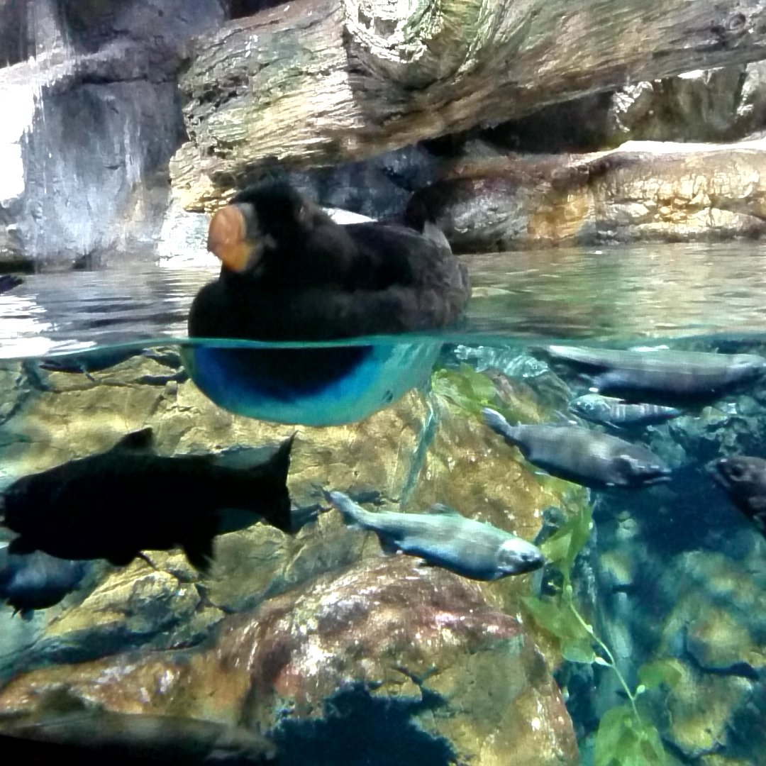 大阪の海遊館