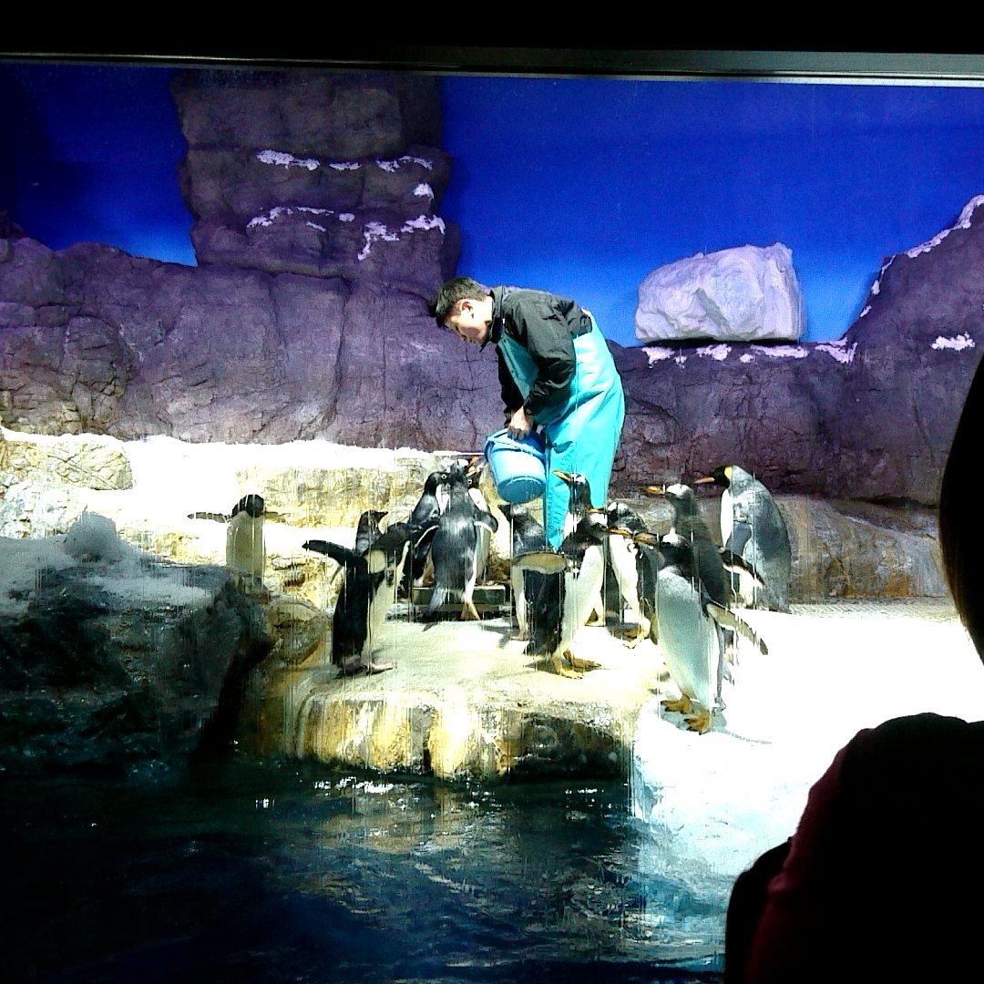 海遊館のペンギンたち