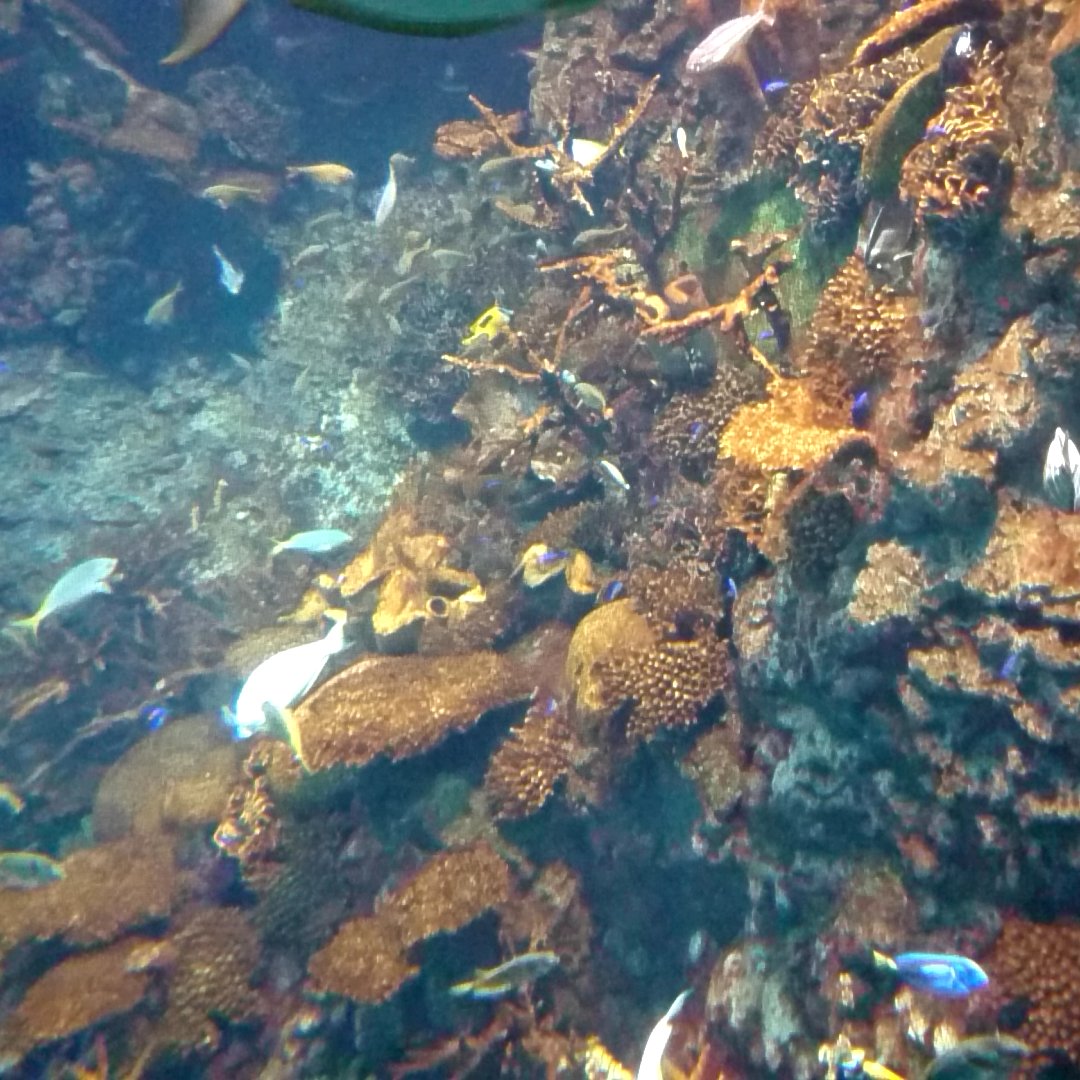 大阪の海遊館