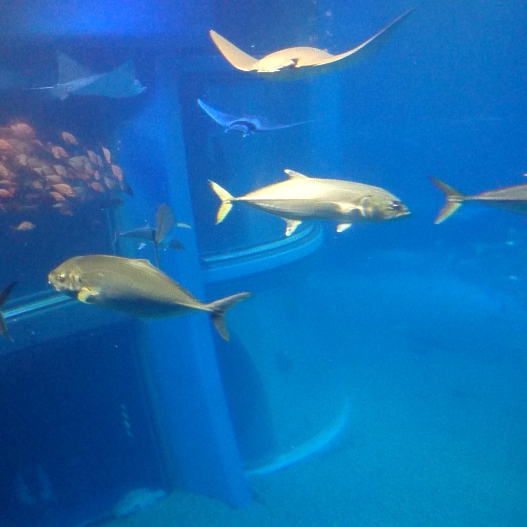 大阪の海遊館