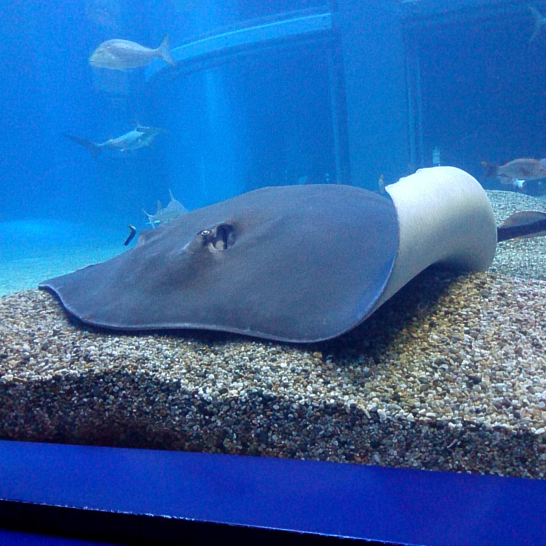 大阪の海遊館