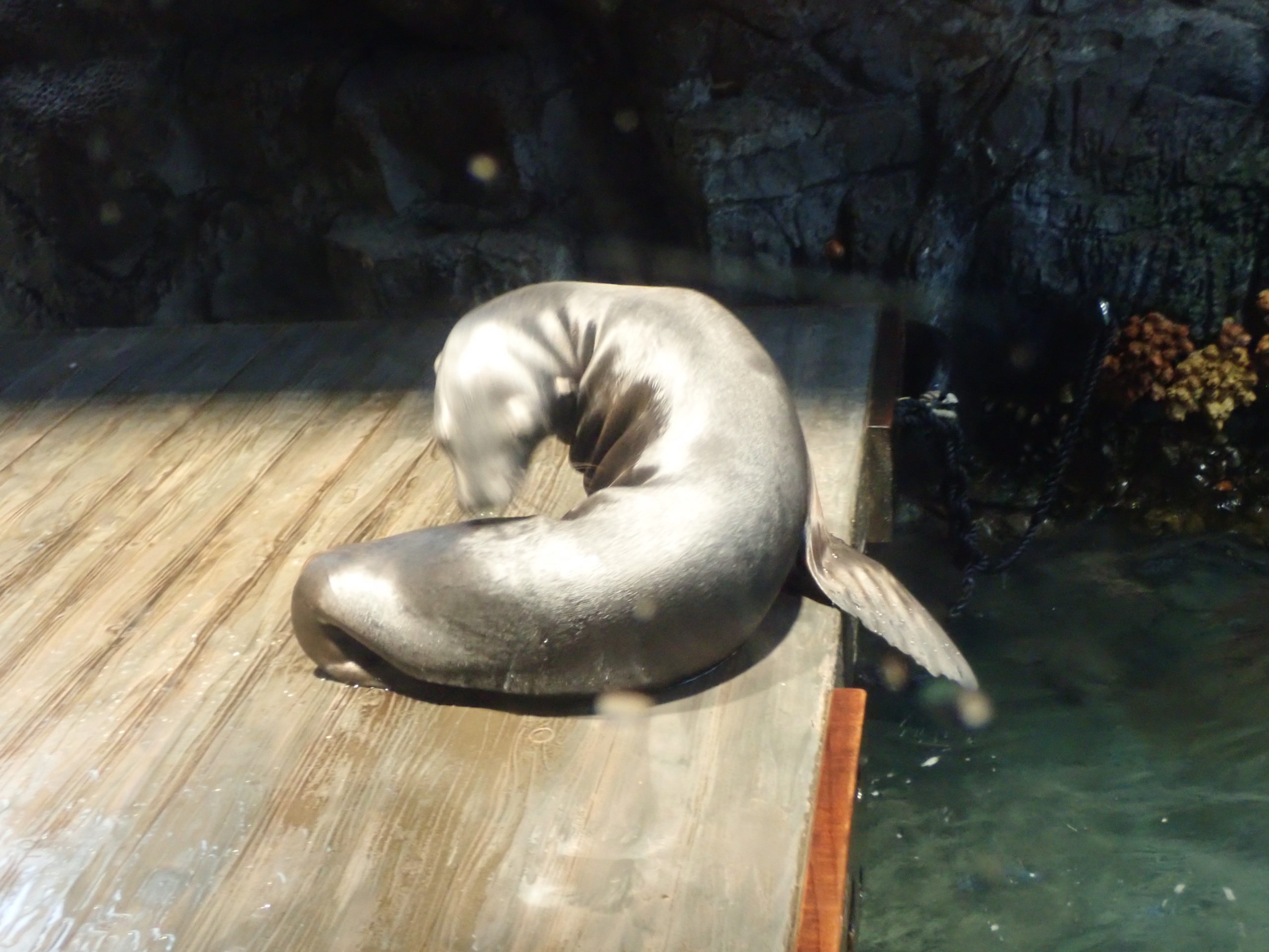 海遊館のアシカ