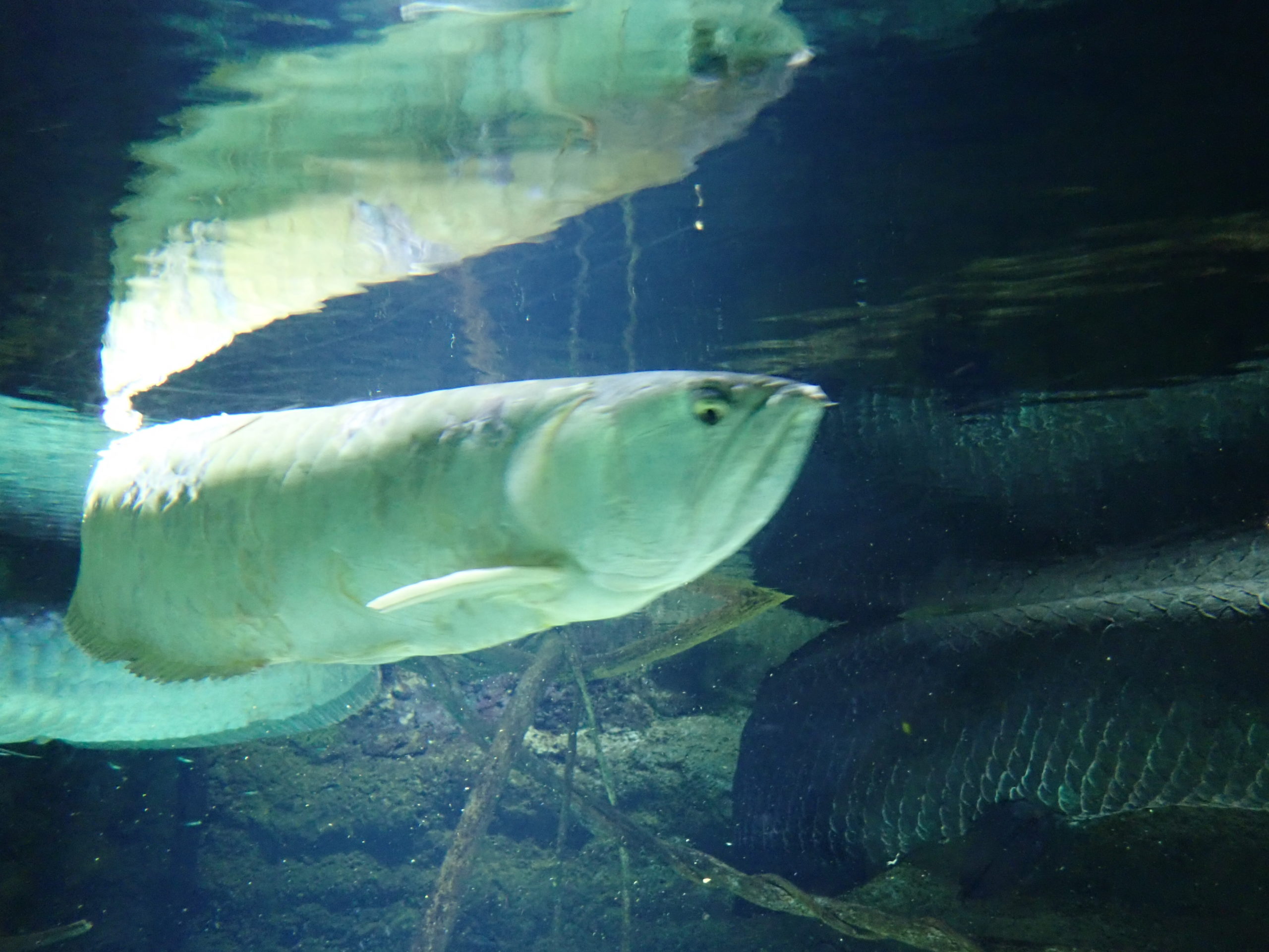 海遊館の魚