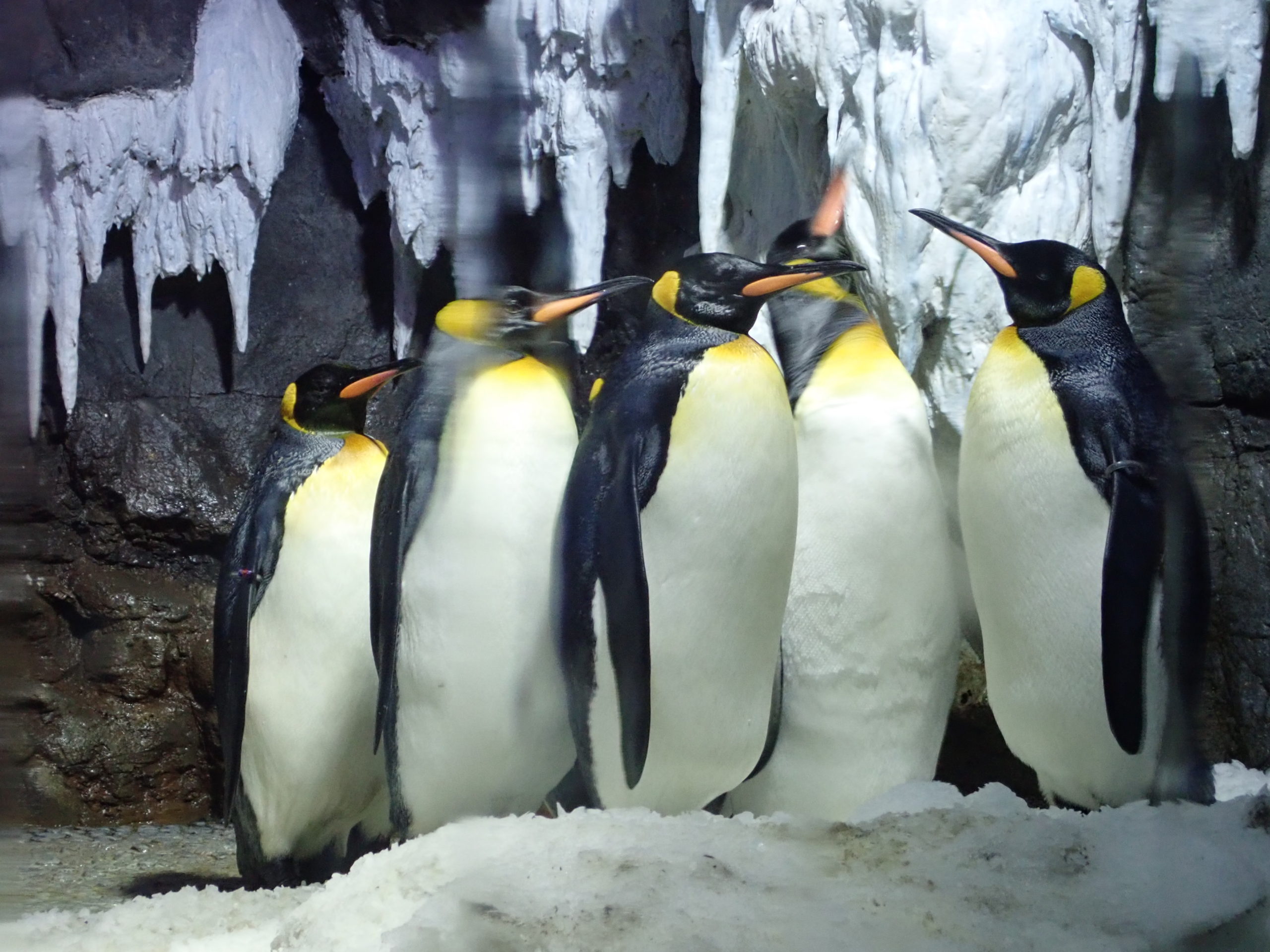 海遊館のペンギンたち