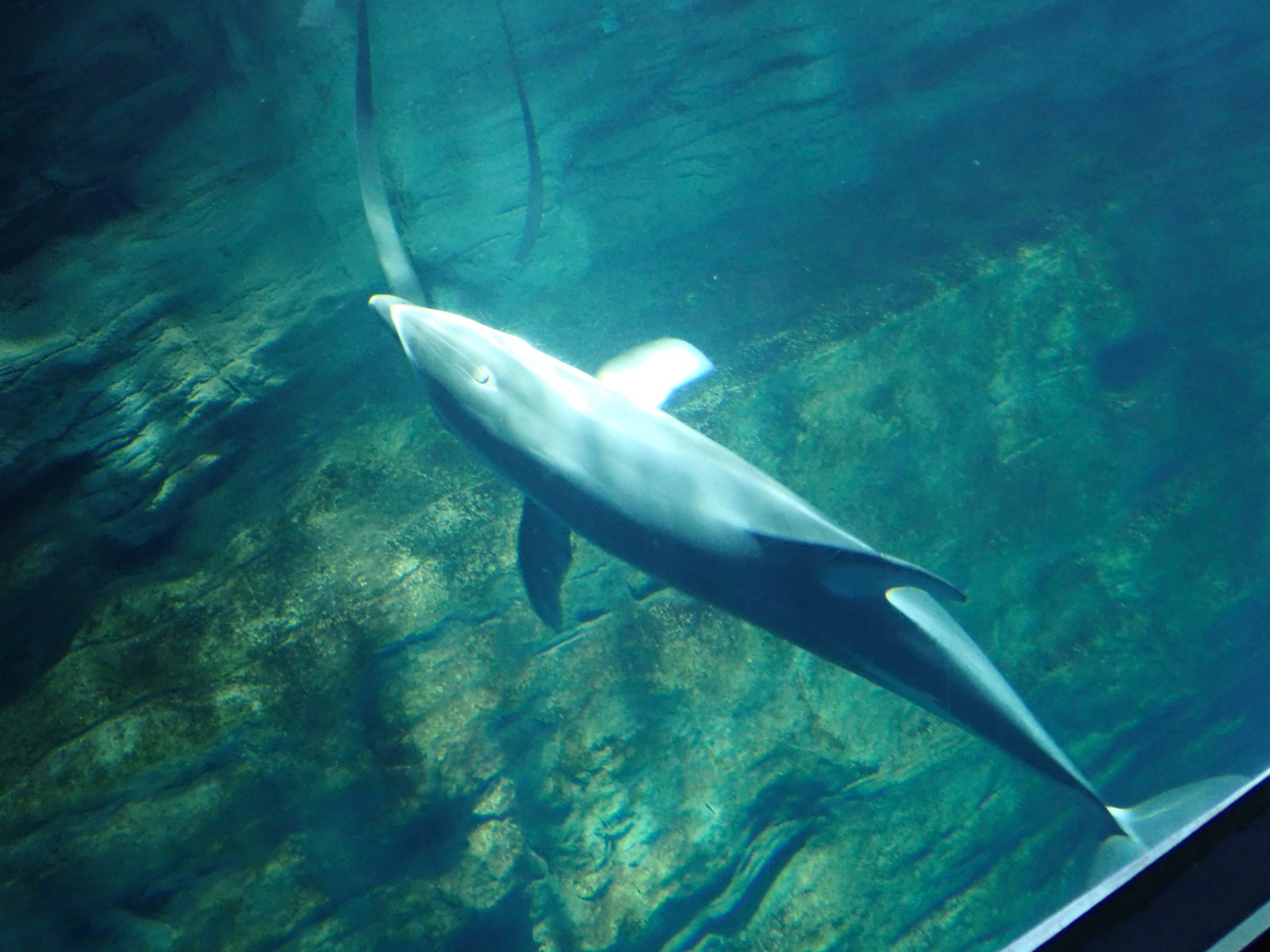 海遊館のイルカ