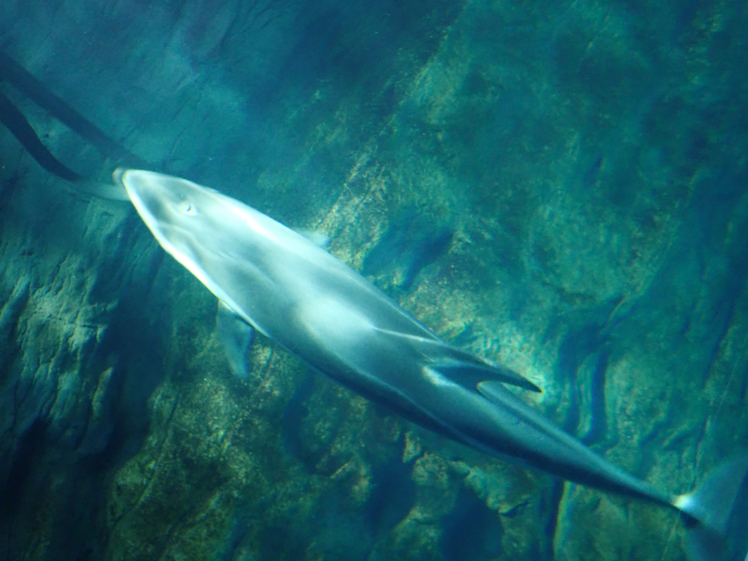 海遊館のイルカ