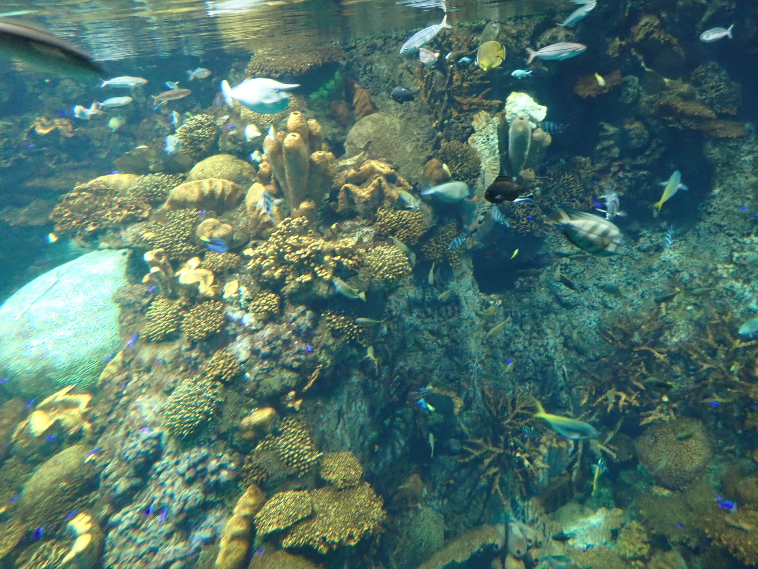 大阪の海遊館