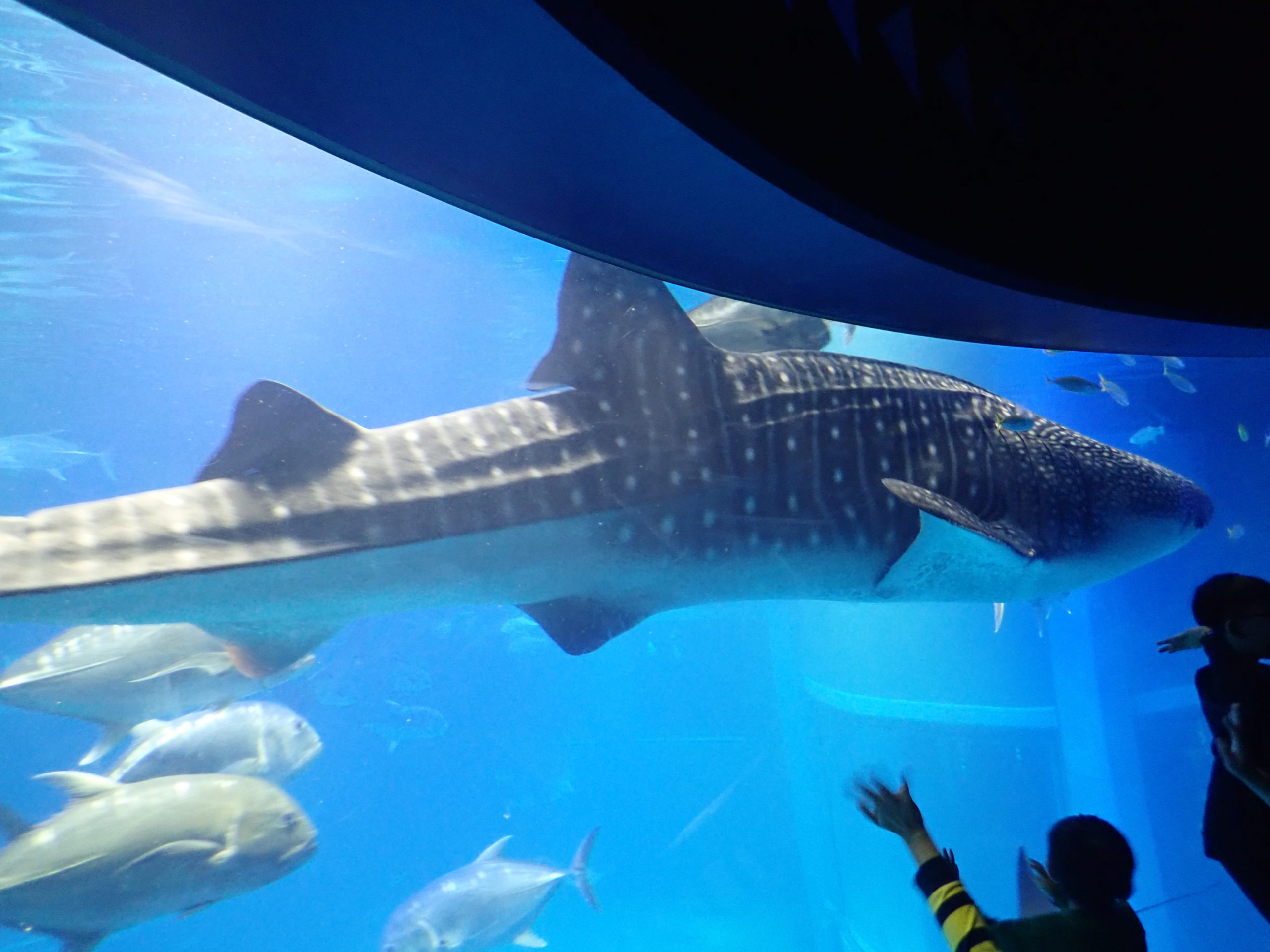 大阪の海遊館