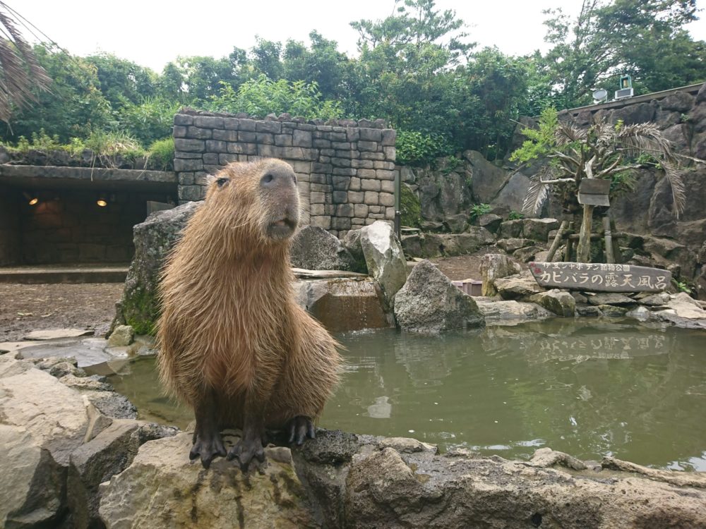 伊豆シャボテン公園