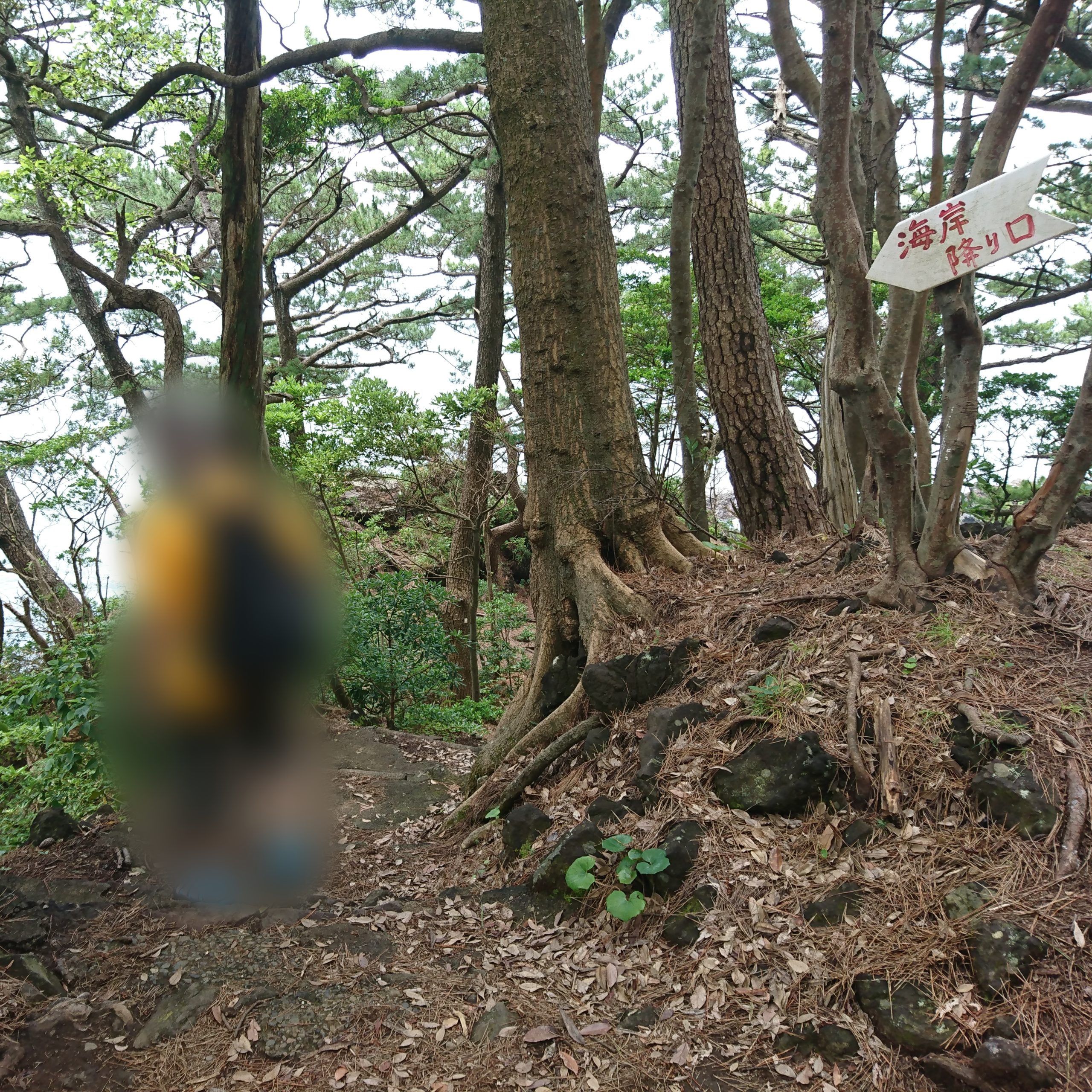 城ヶ崎海岸、橋立のつり橋の近くにある大淀、小淀に降りる道