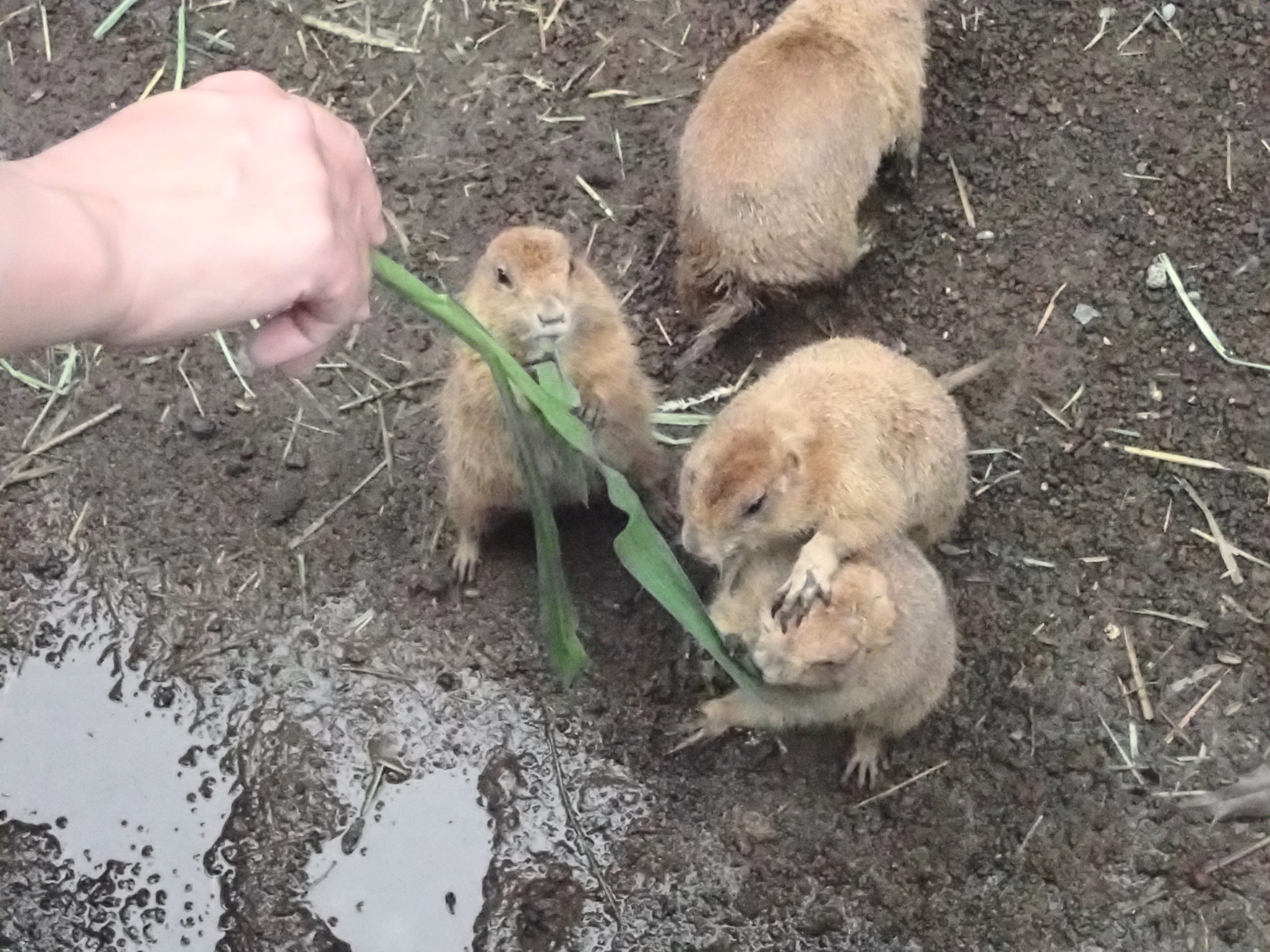 伊豆シャボテン公園