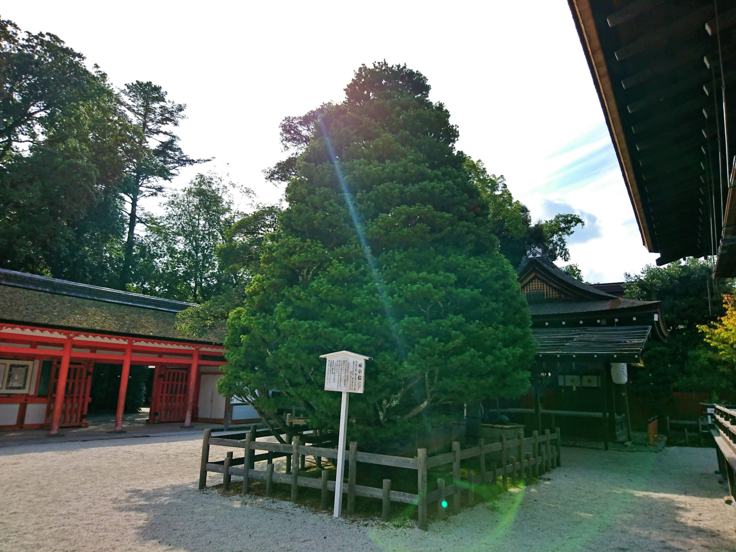 下鴨神社の媛小松