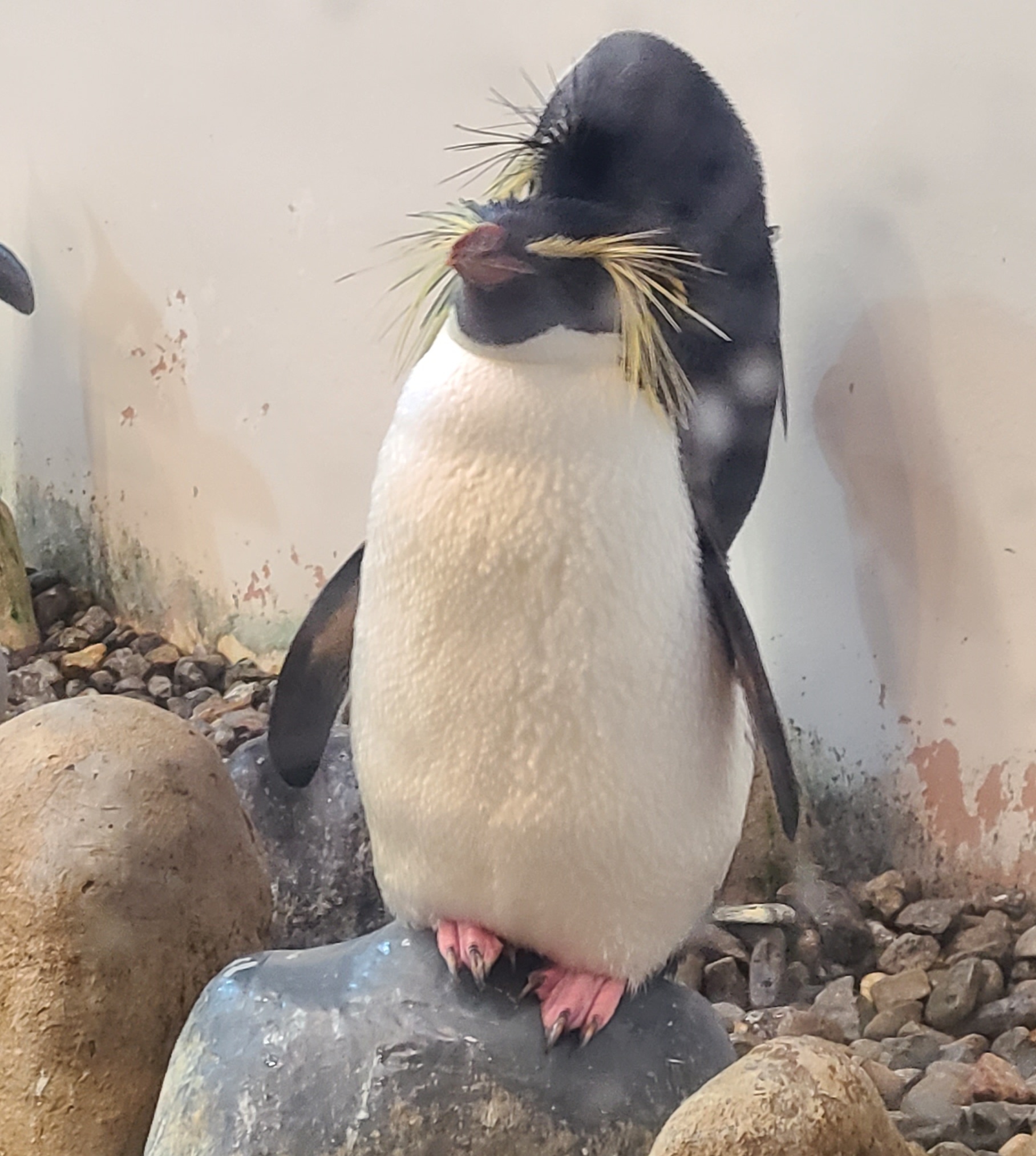 南紀白浜アドベンチャーワールドのペンギン