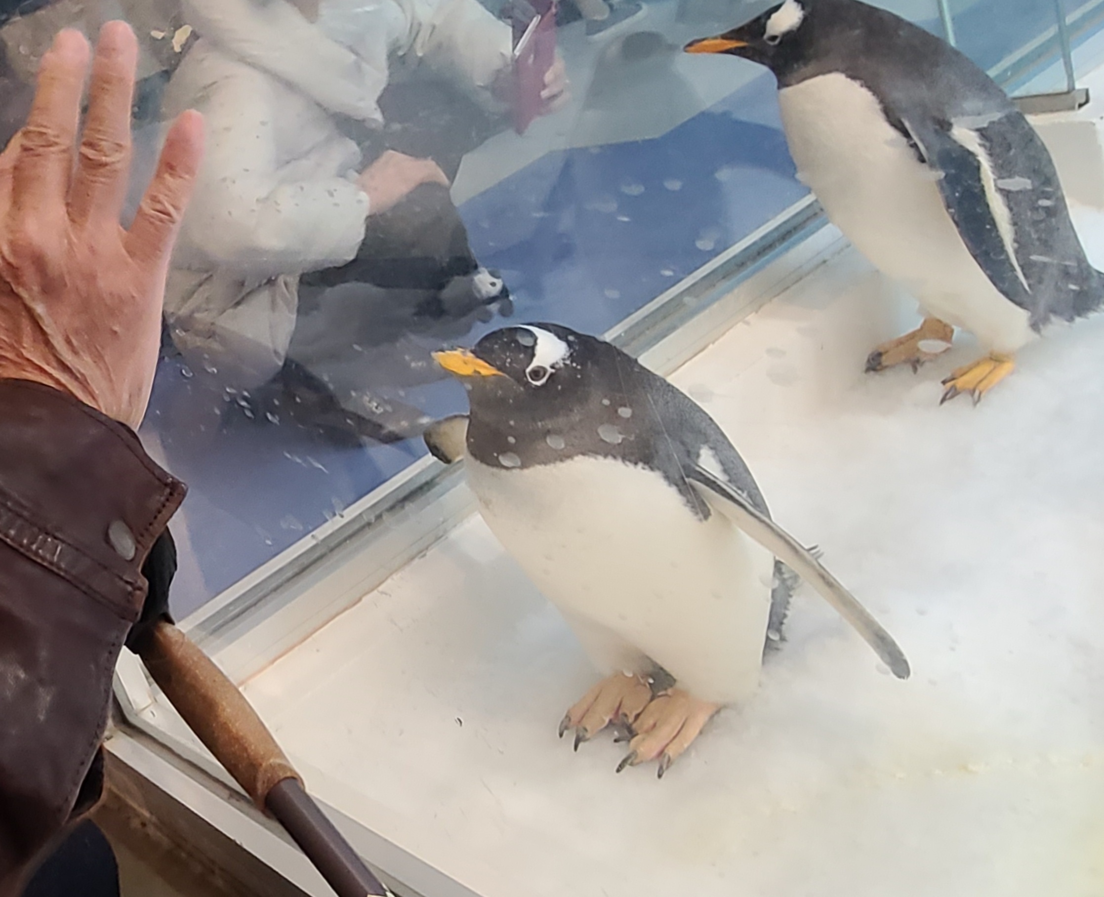南紀白浜アドベンチャーワールドのペンギン