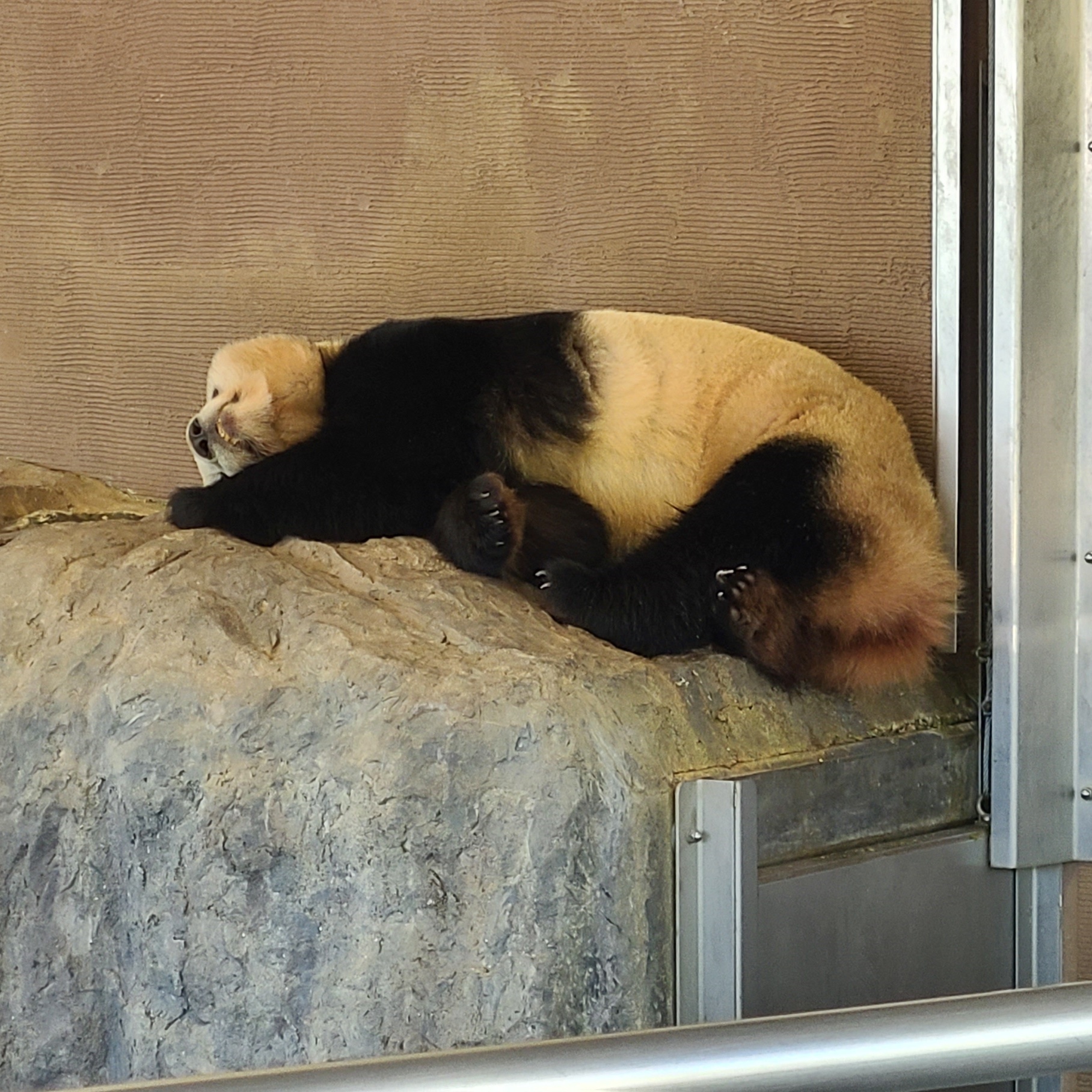 南紀白浜のアドベンチャーワールドのパンダ